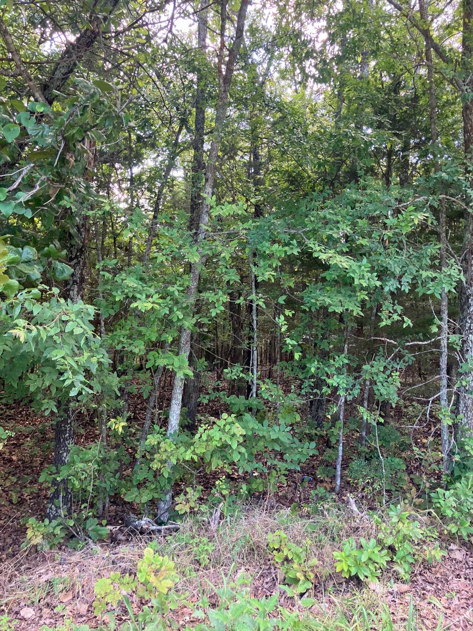 Lots 95 & 96  Larkspur Lane  Mountain Home, AR