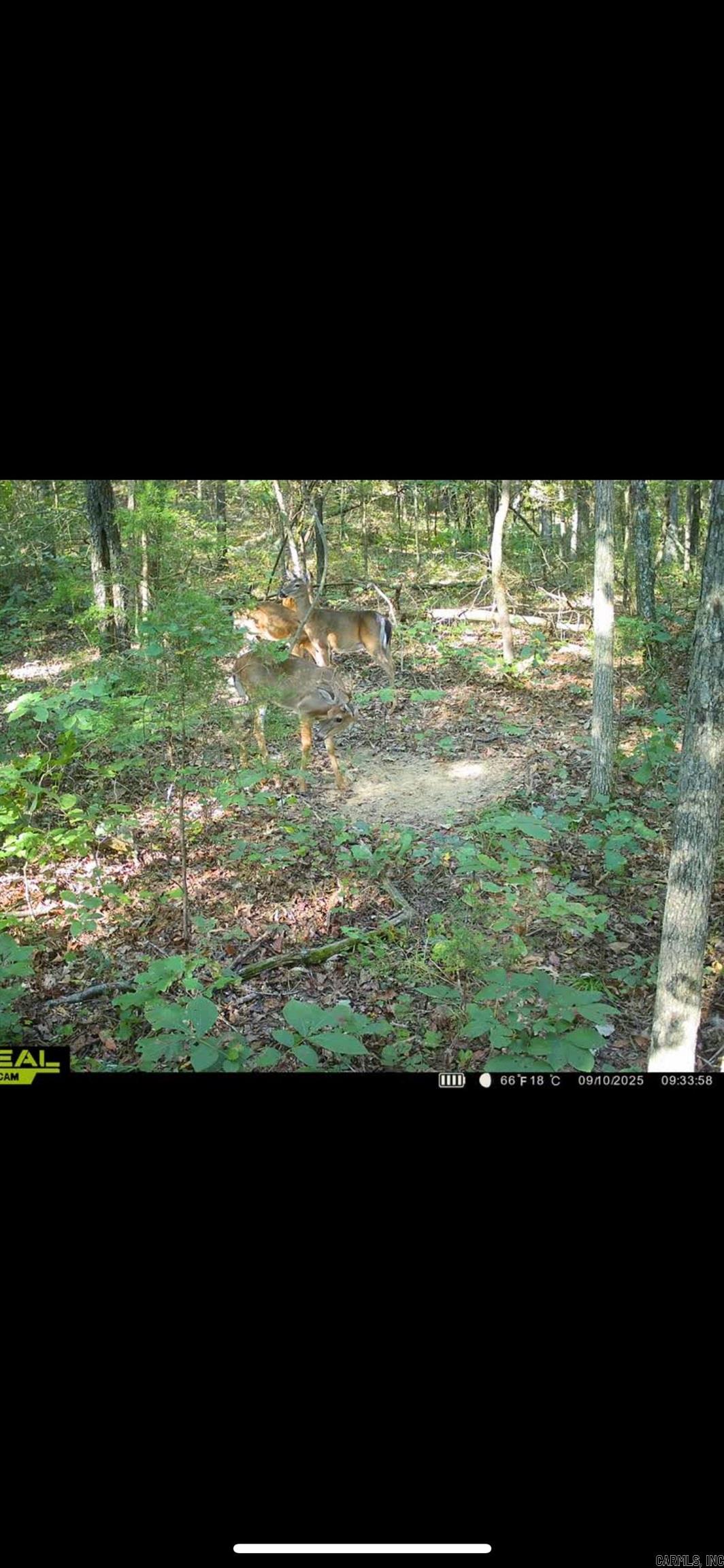 000 Big Creek  Floral, AR