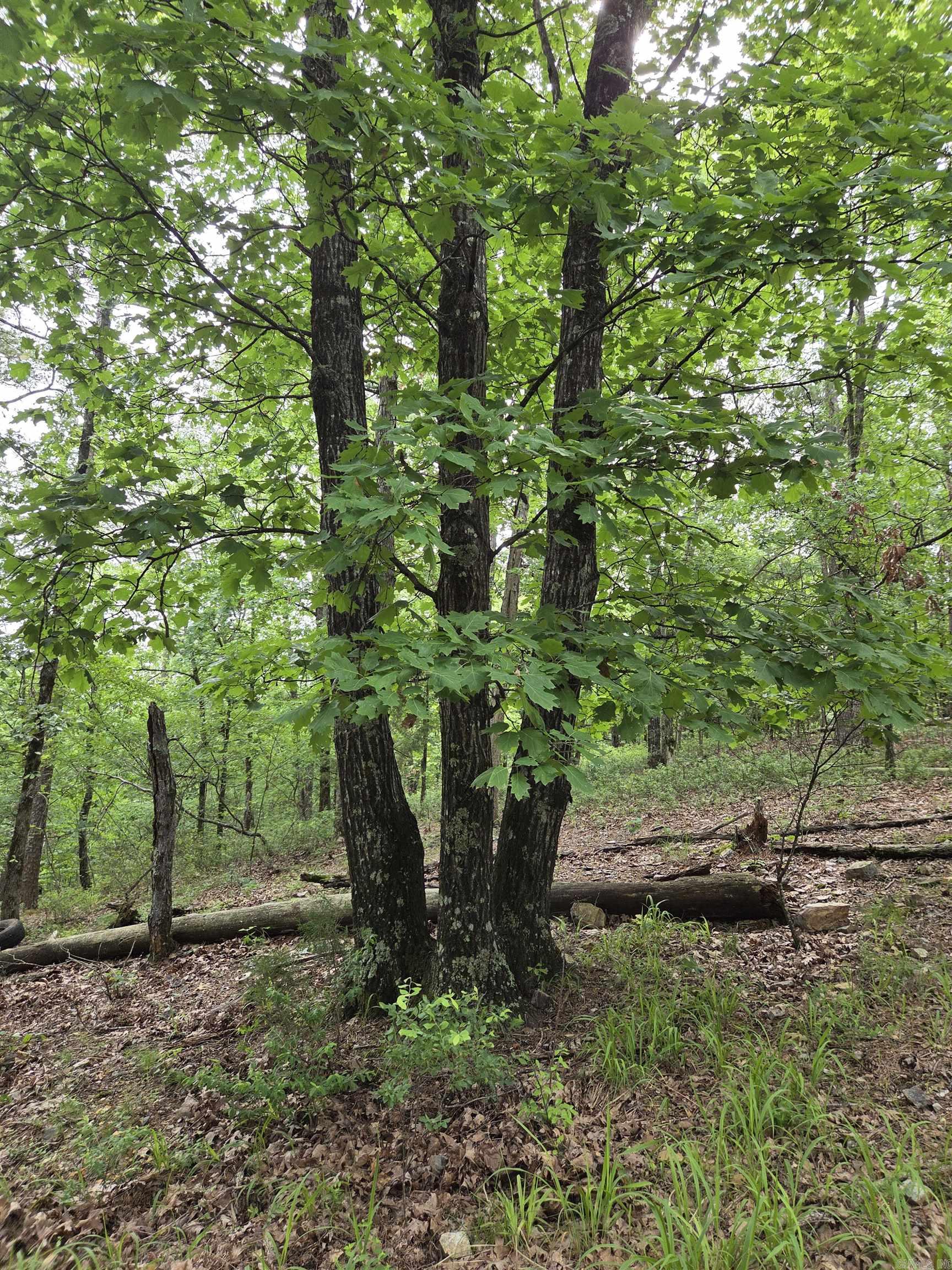 301  Chaparral Lane  Mena, AR