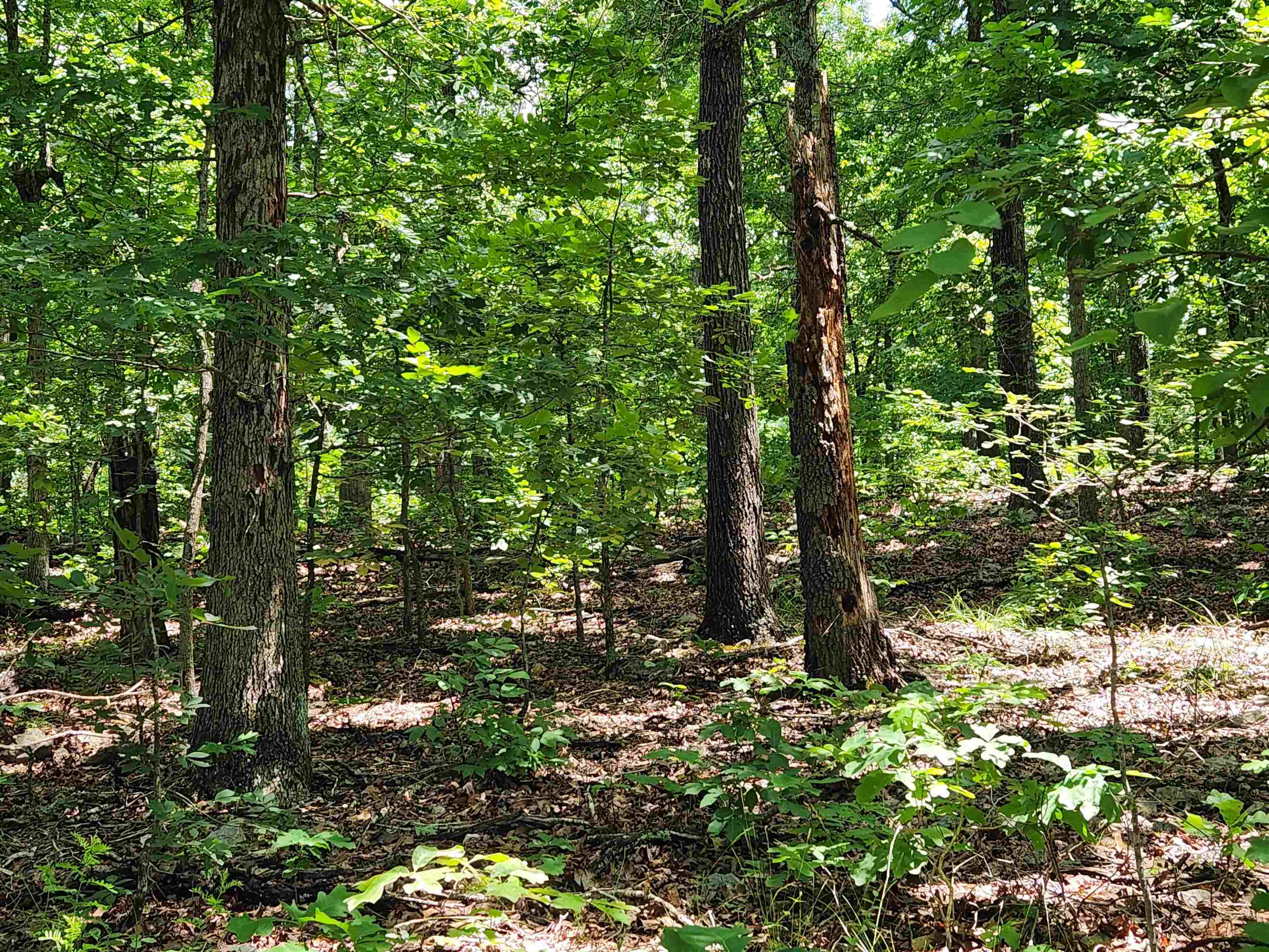 L-14, B-4  Piute  Cherokee Village, AR