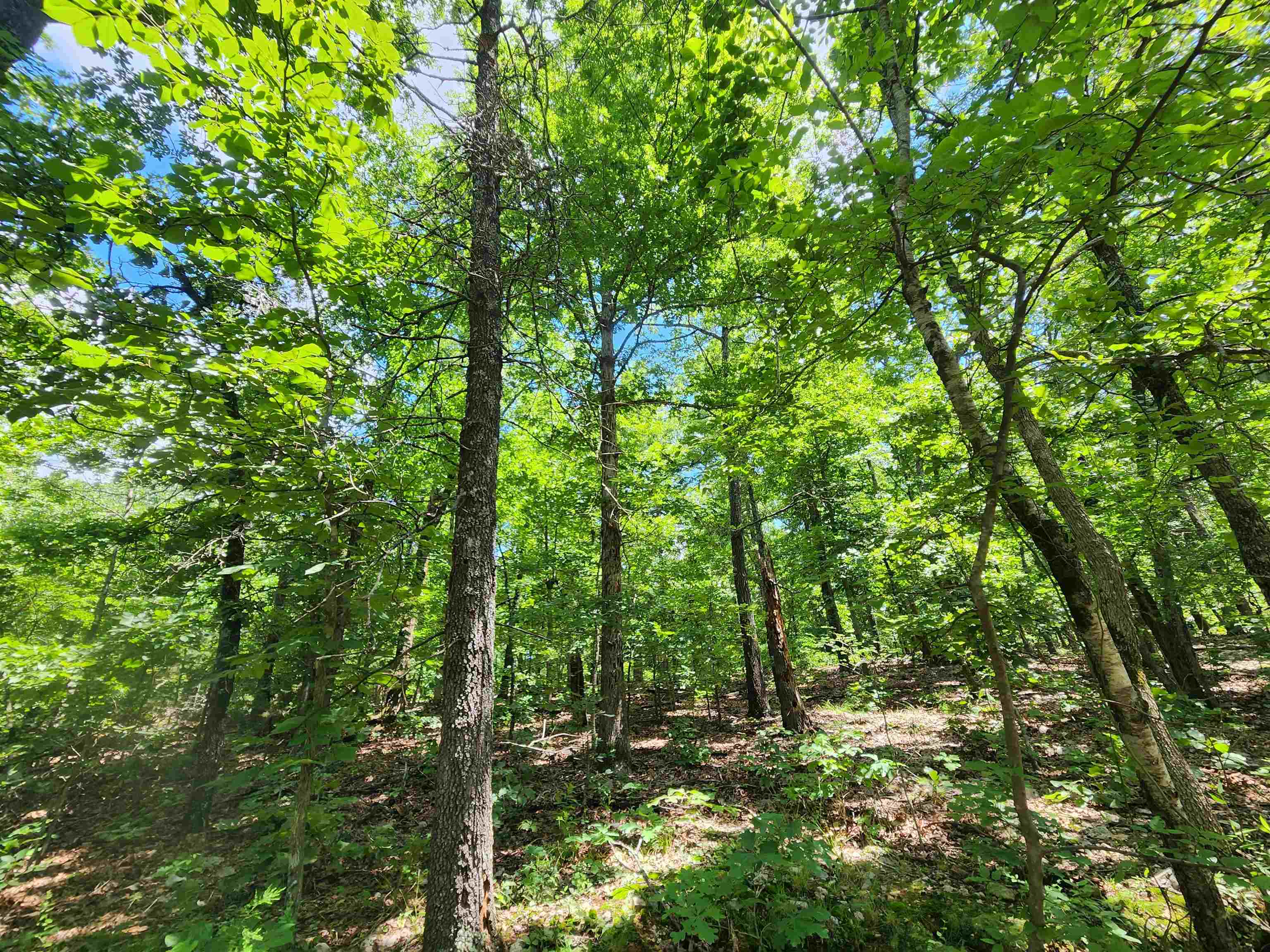 L-14, B-4  Piute  Cherokee Village, AR