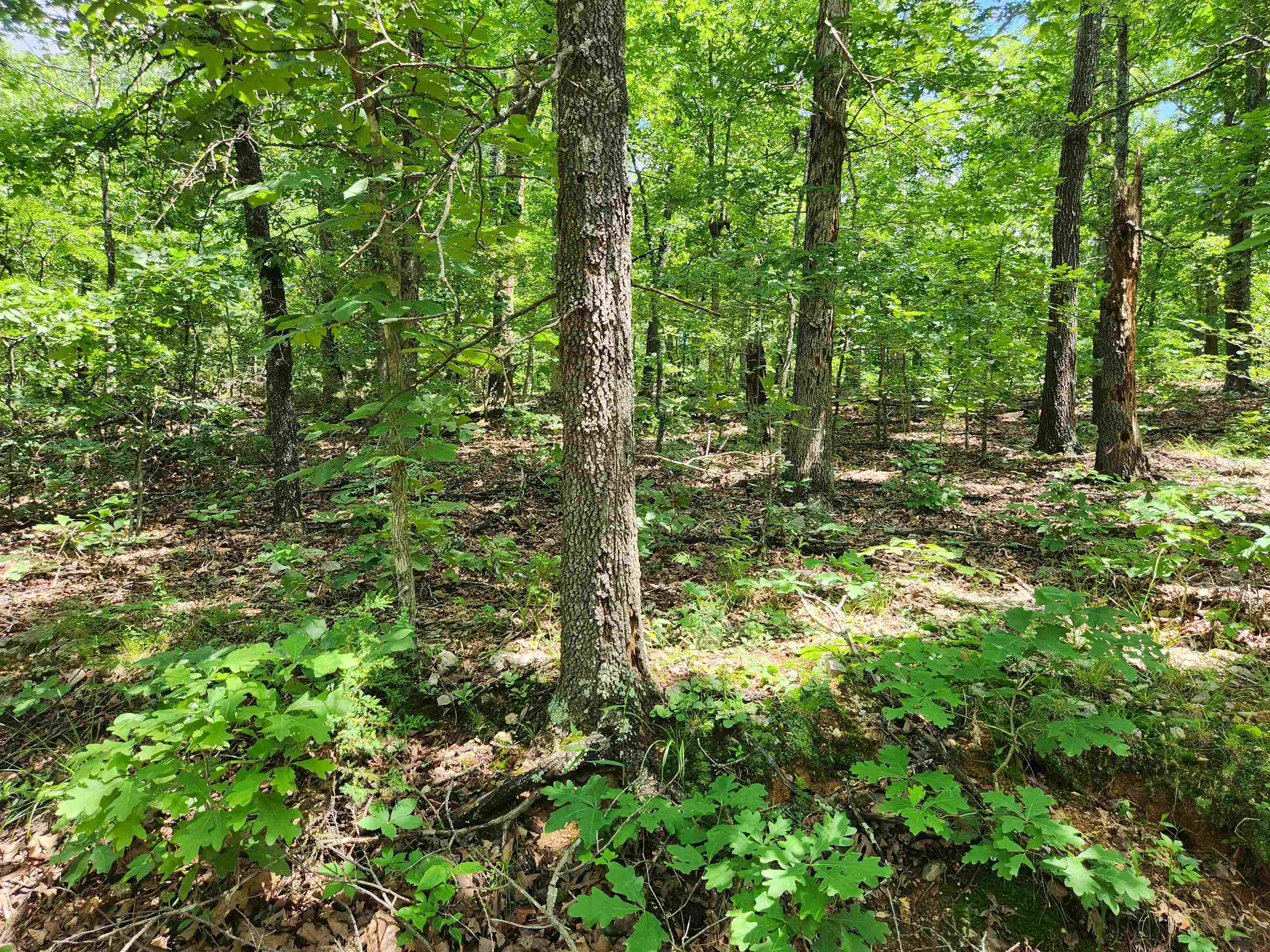 L-14, B-4  Piute  Cherokee Village, AR
