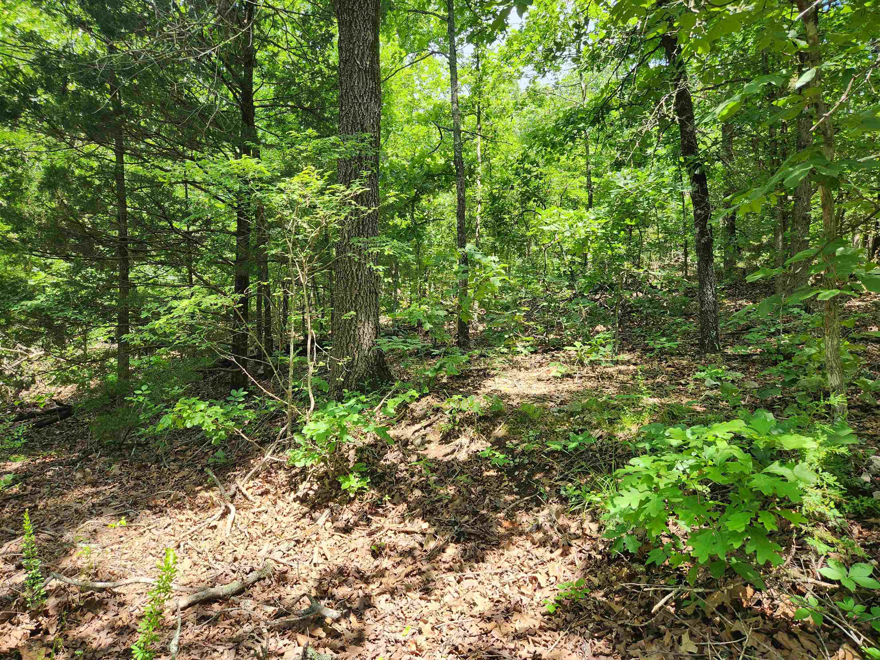 L-14, B-4  Piute  Cherokee Village, AR