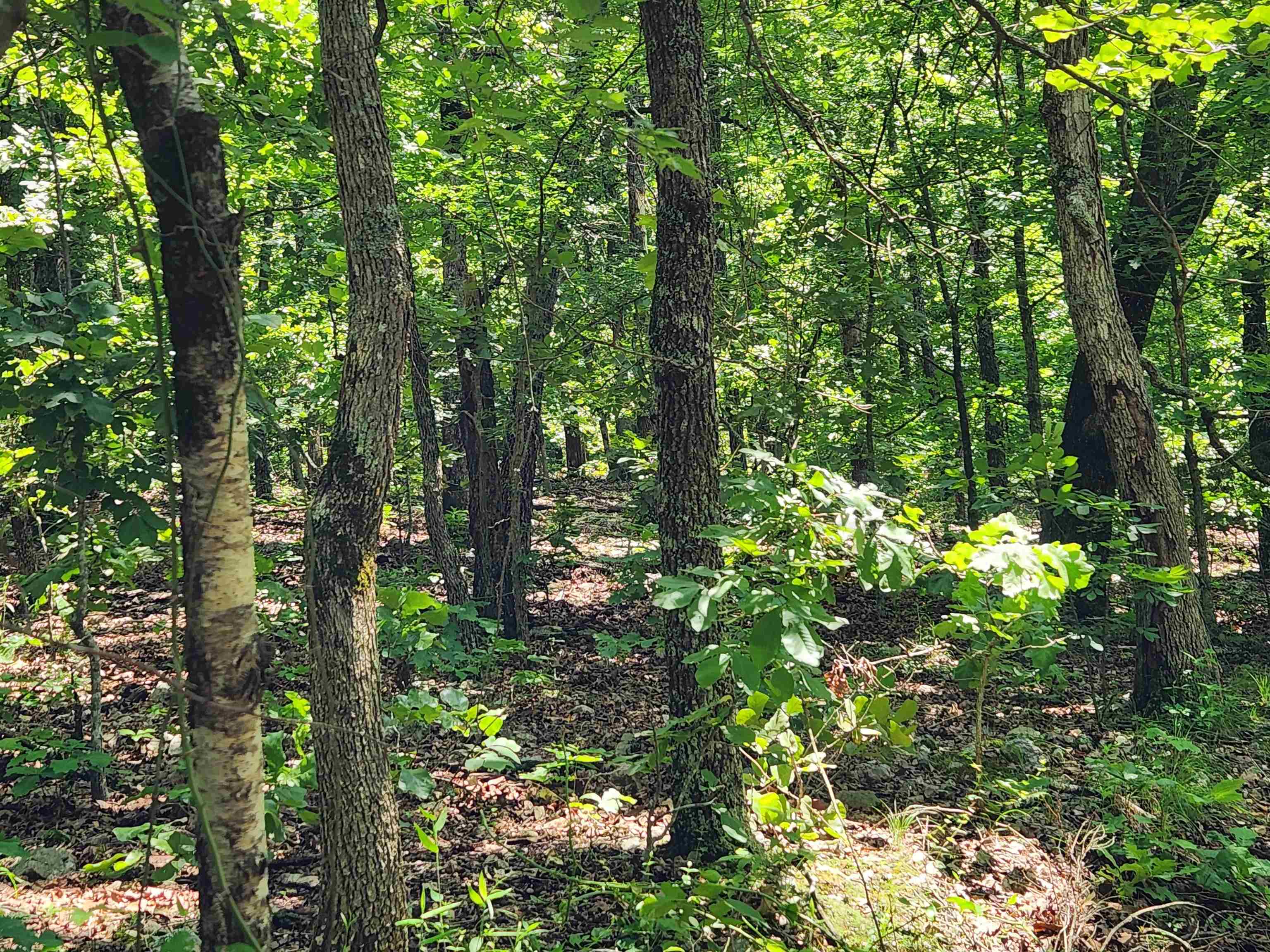 L-14, B-4  Piute  Cherokee Village, AR