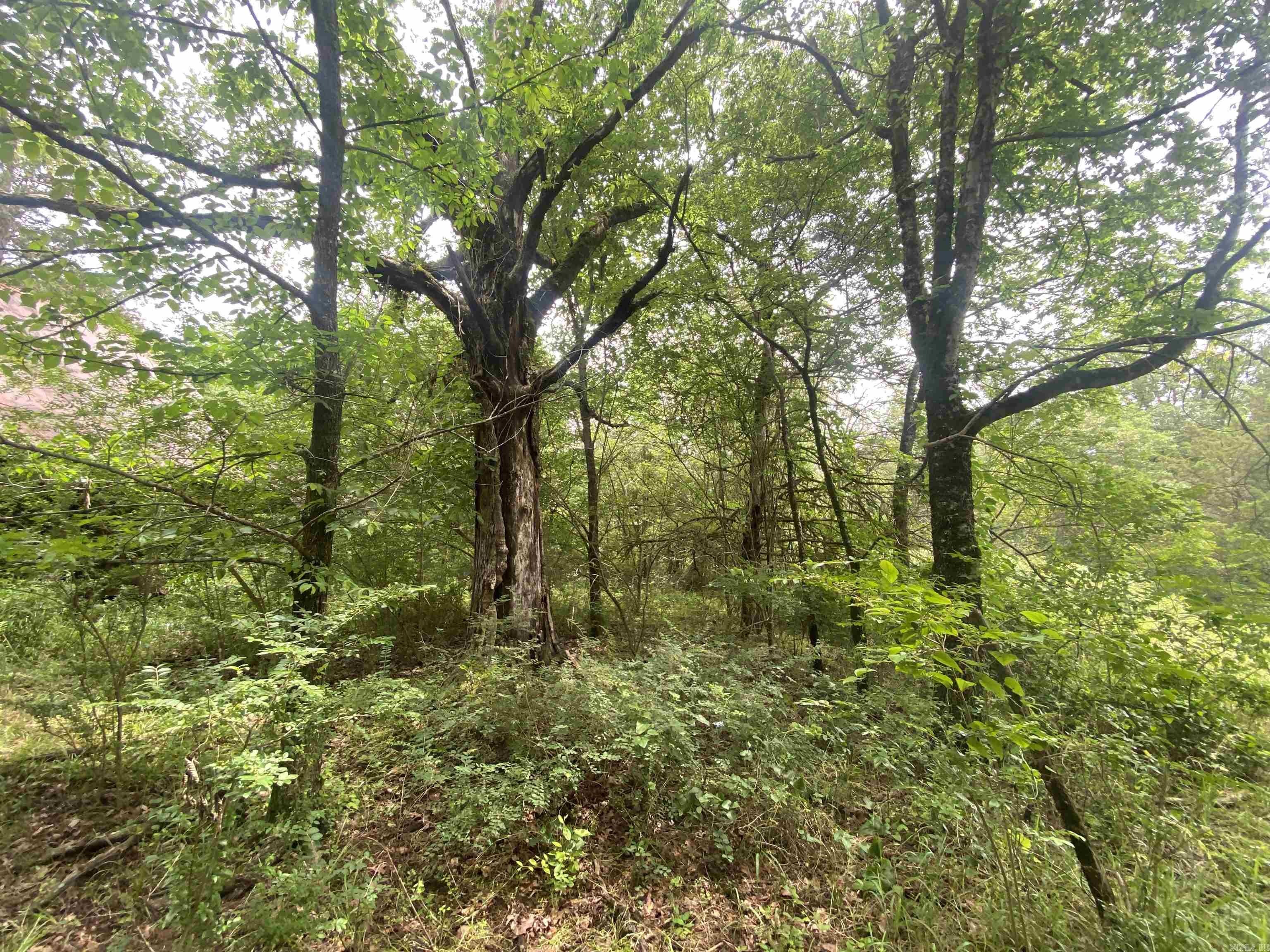TBD1  Stevenson  Pencil Bluff, AR