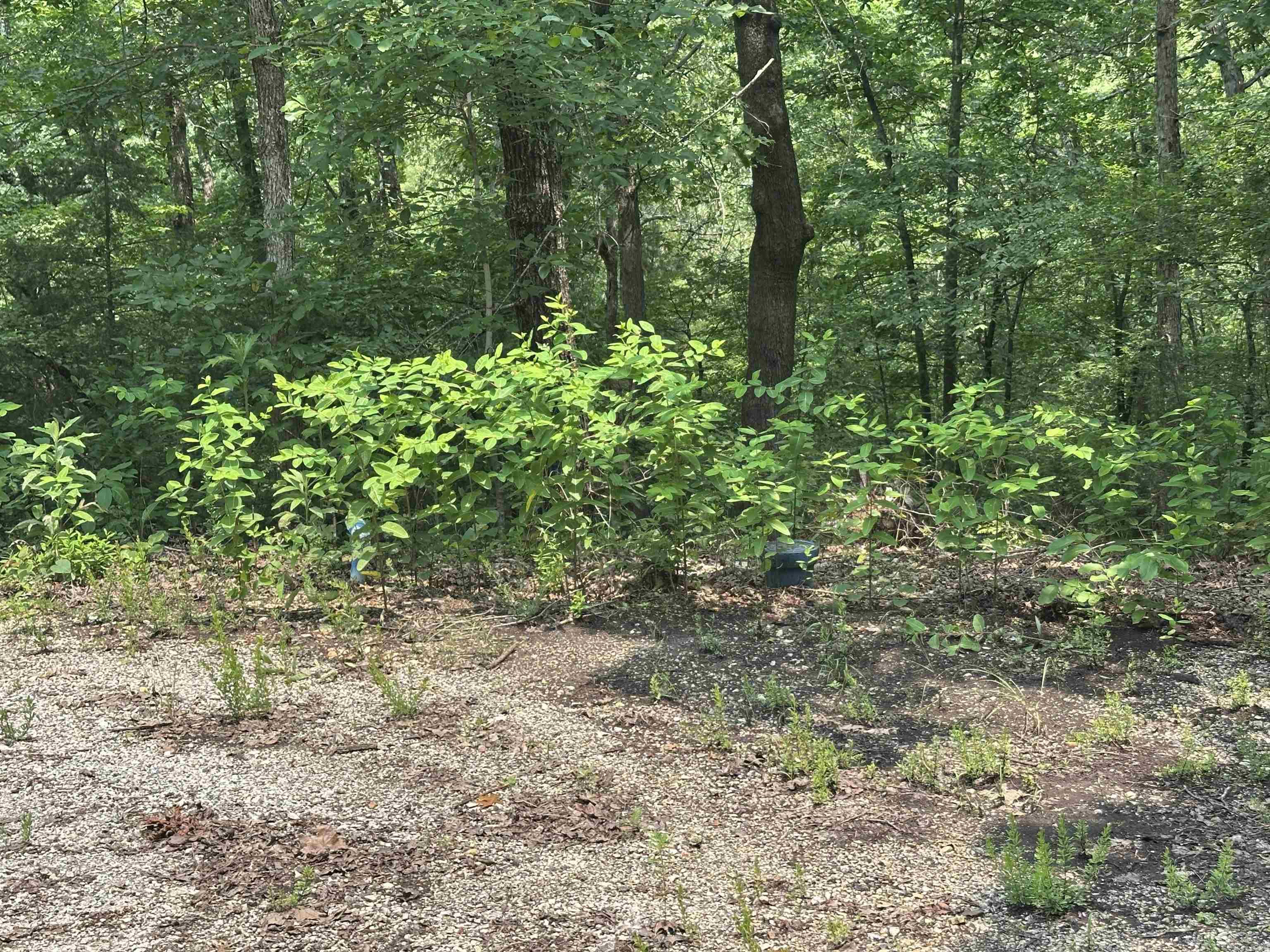 447  Griffin Rd  Hardy, AR