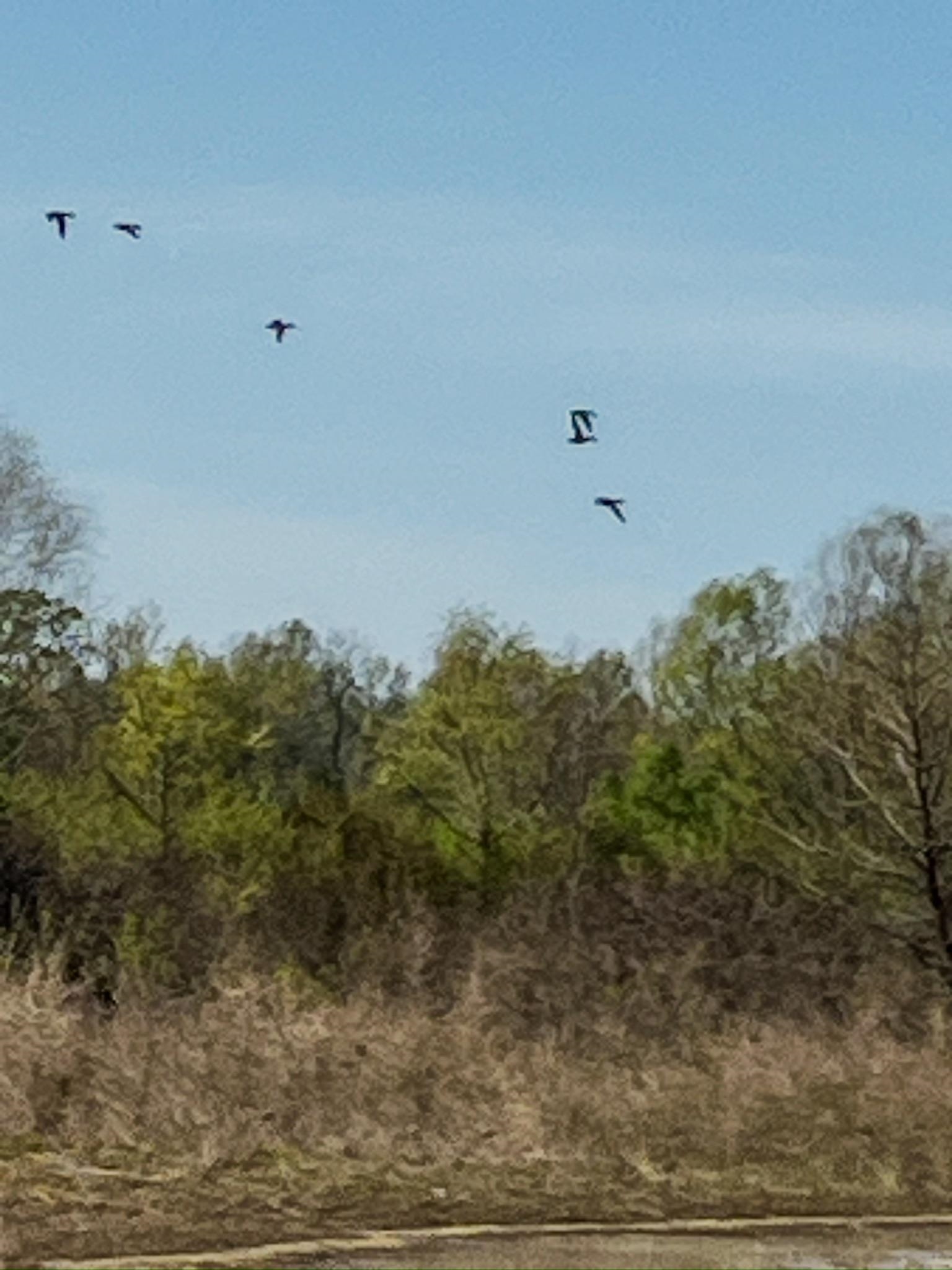 1962 acres  Upper Lockhart Road  Cord, AR