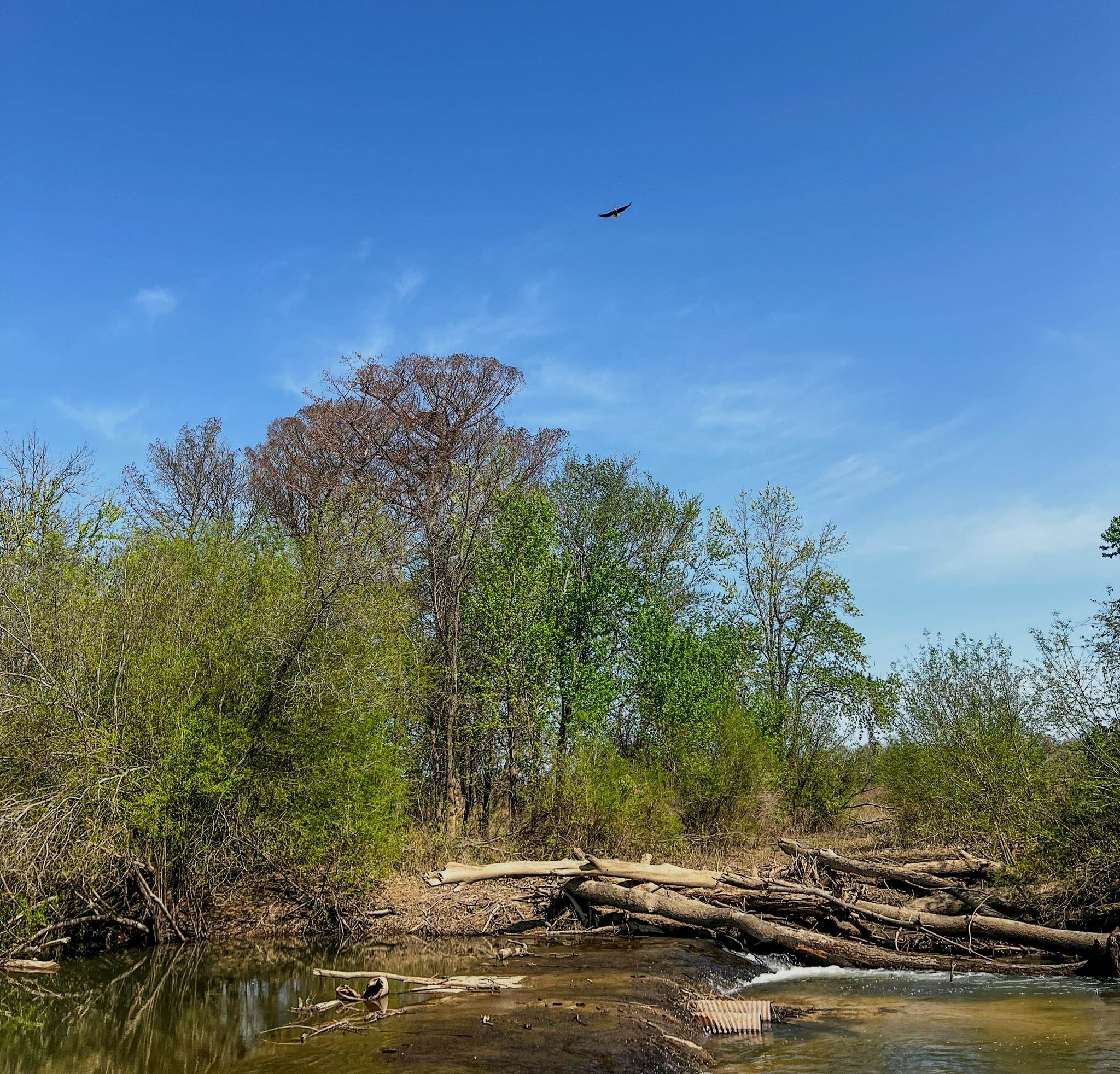 1962 acres  Upper Lockhart Road  Cord, AR
