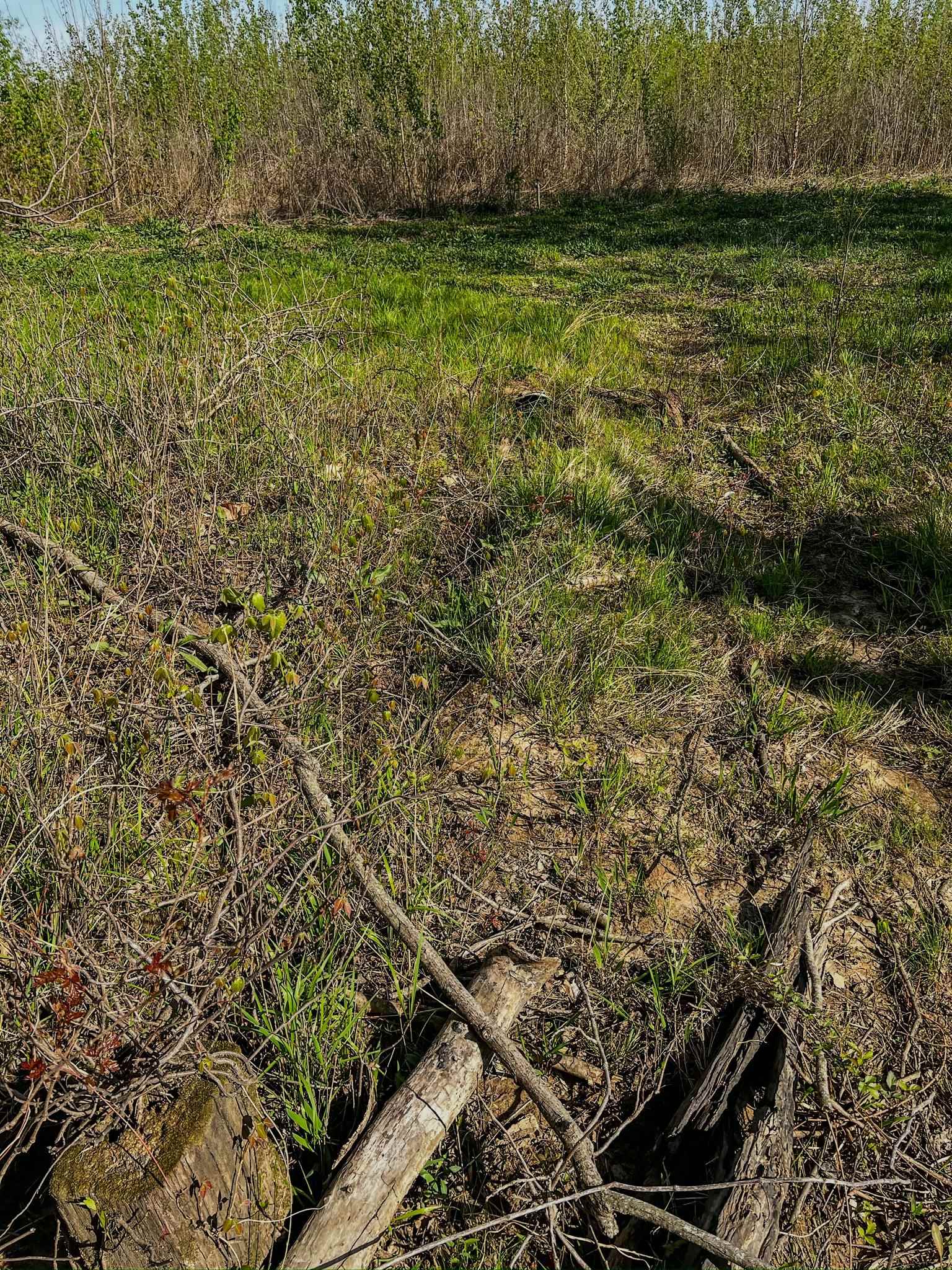 1962 acres  Upper Lockhart Road  Cord, AR