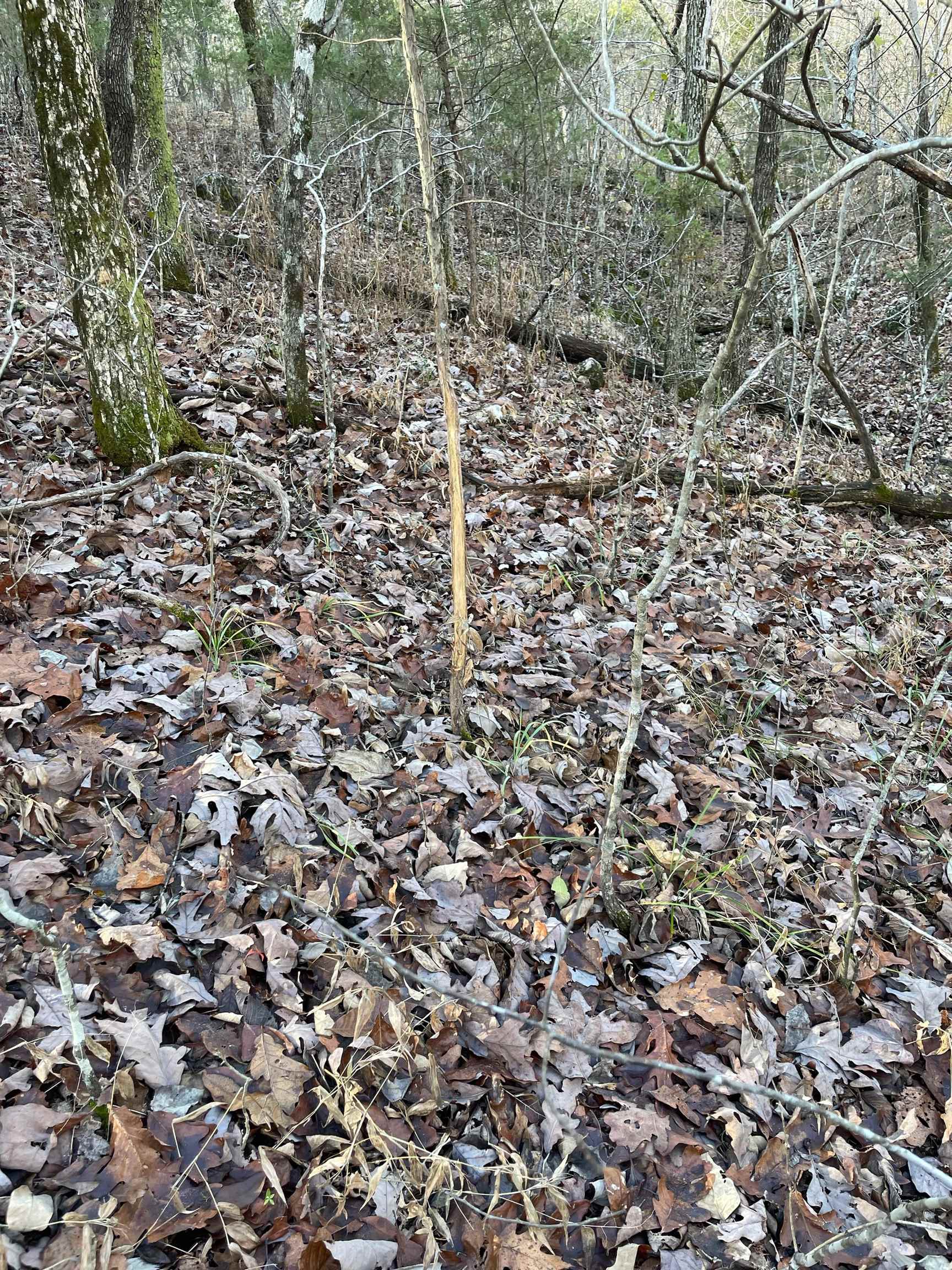   Martin Creek  Williford, AR