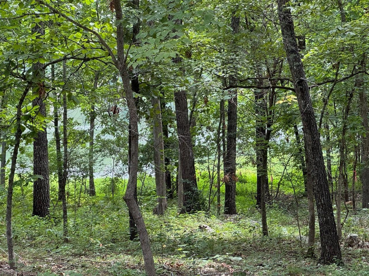   Monongahela  Cherokee Village, AR