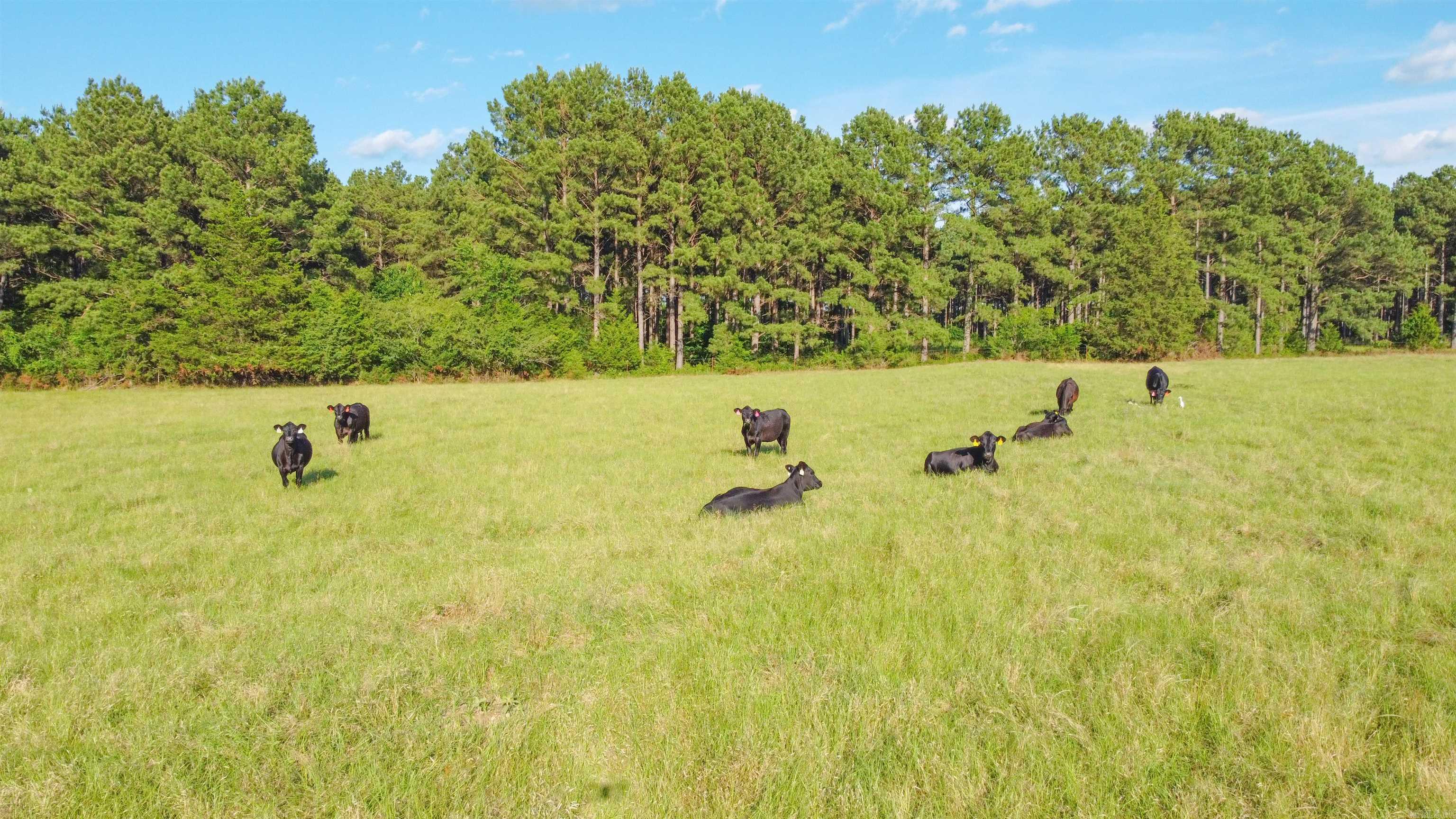 TBD  CR 4673  Atlanta, TX