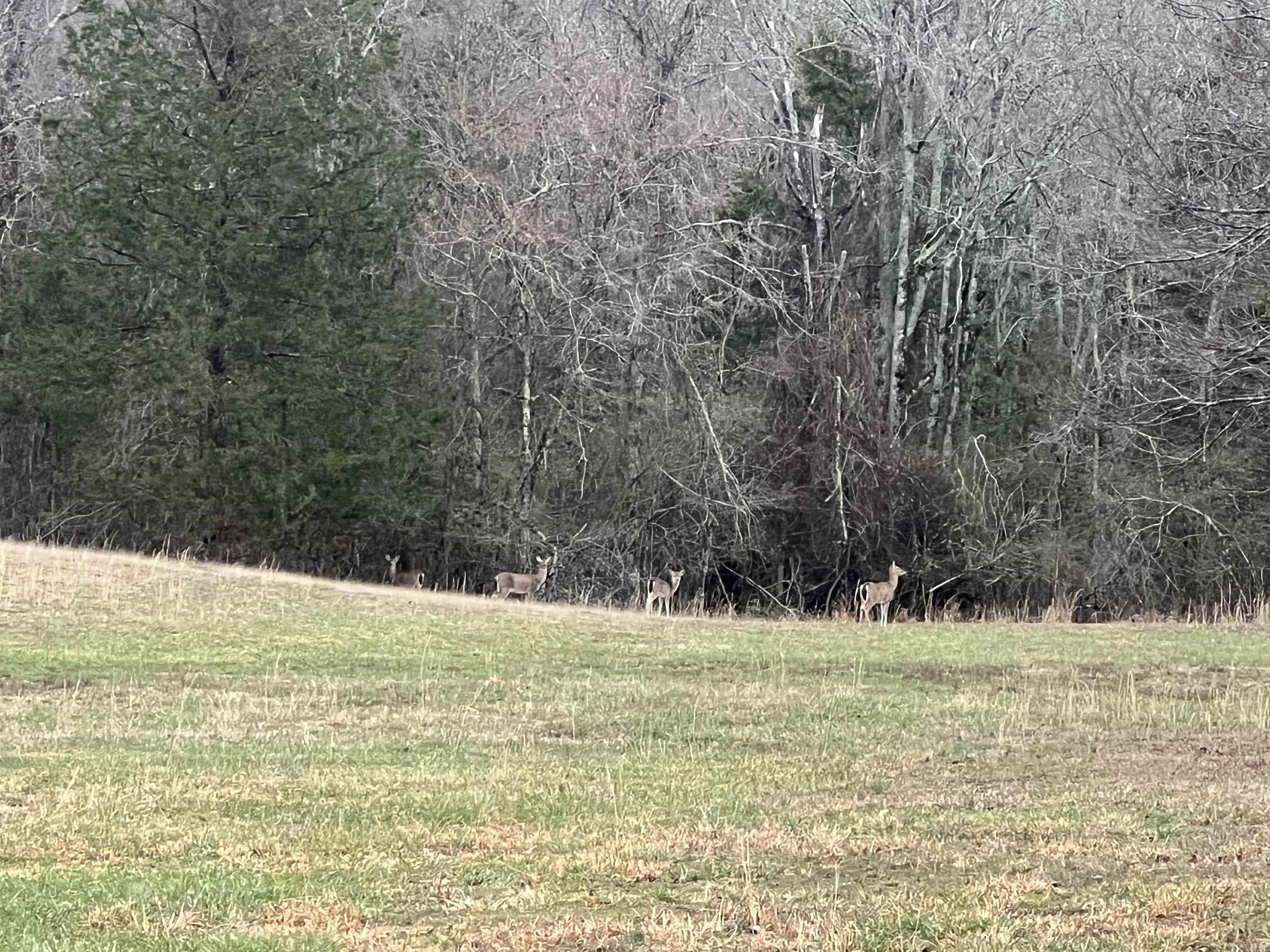137  Bucksnort Lane  Mena, AR