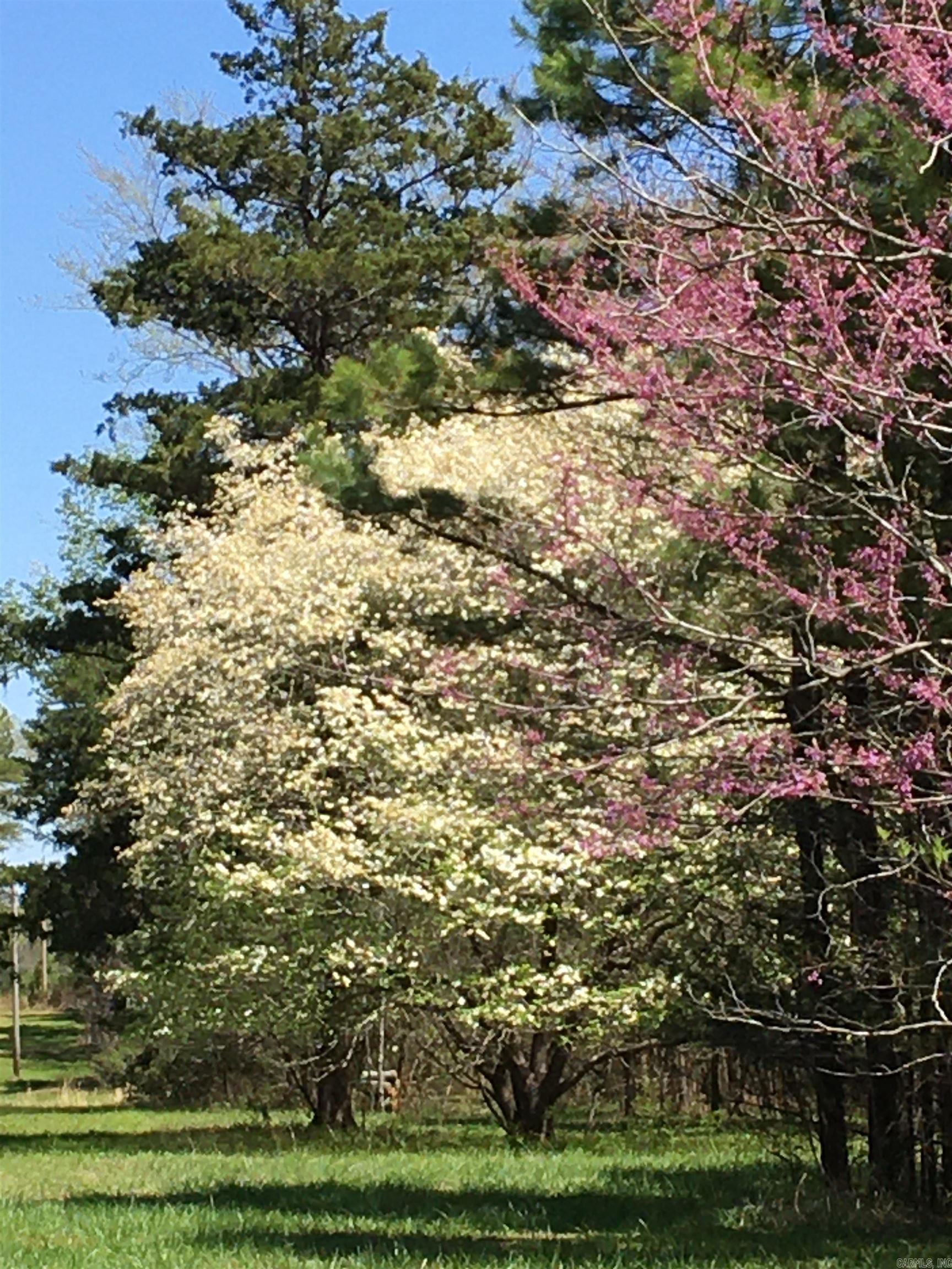 137  Bucksnort Lane  Mena, AR