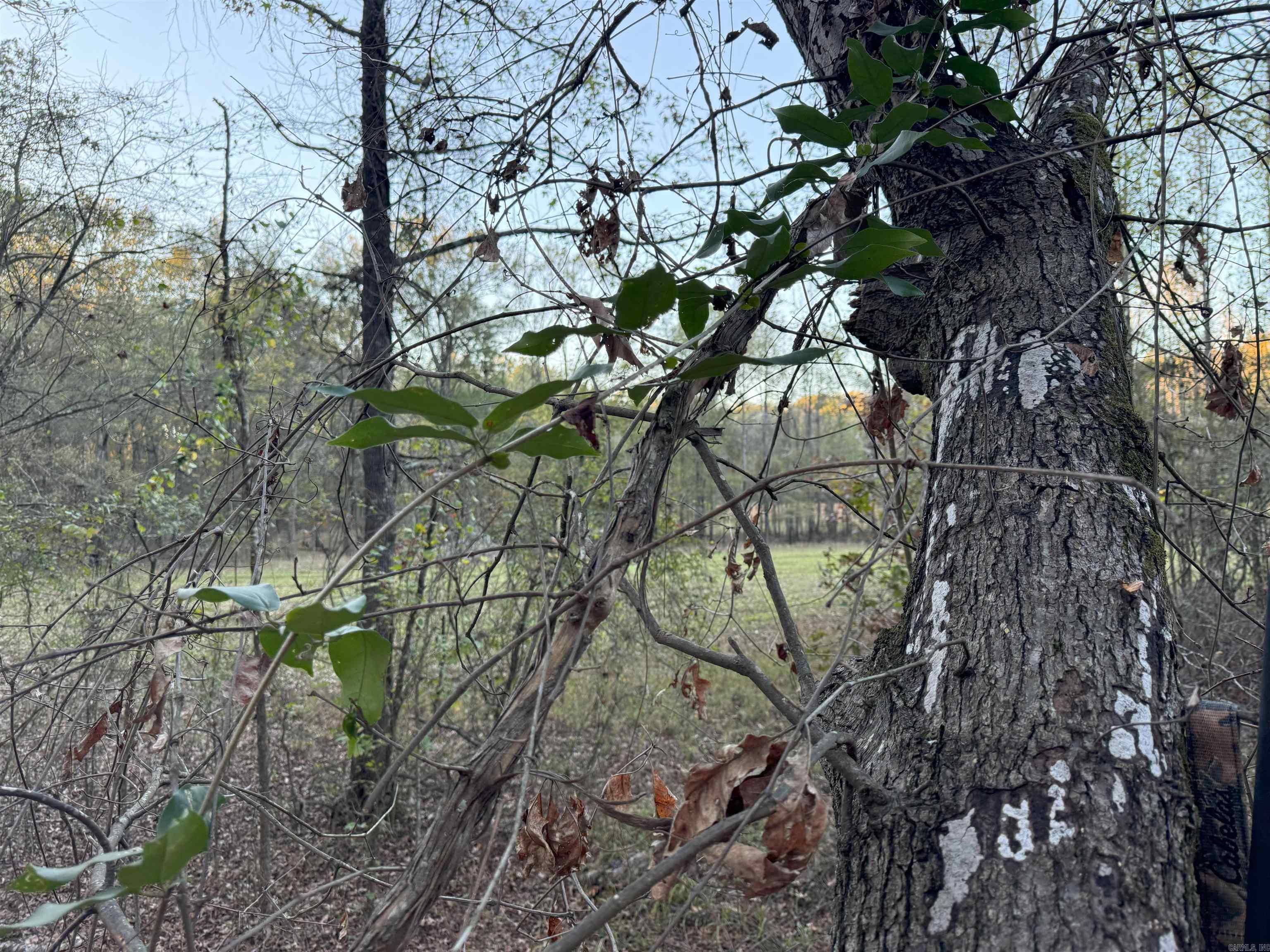   BUTLER LN  DeWitt, AR