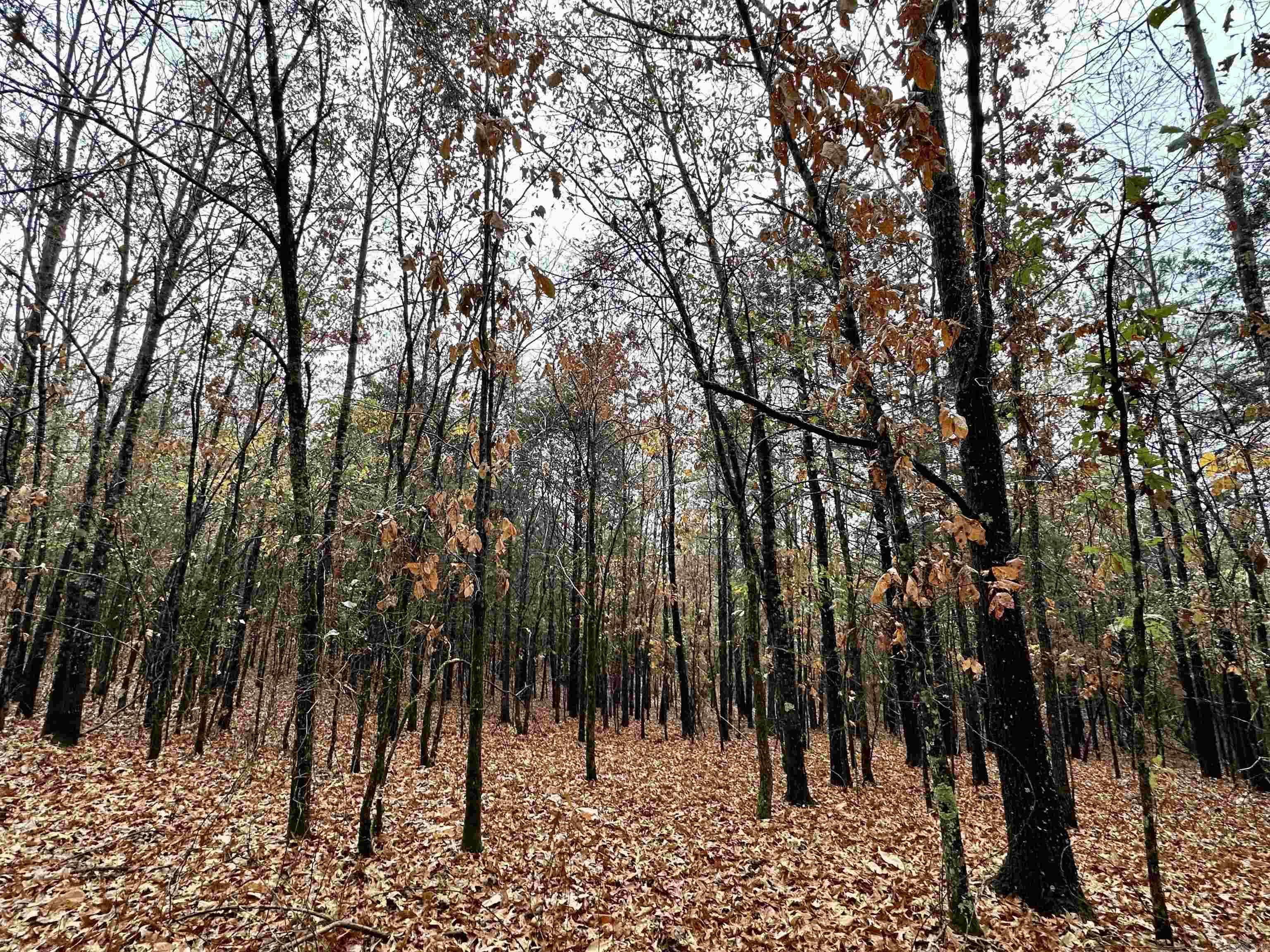 TBD  Polk Road 28  Hatfield, AR