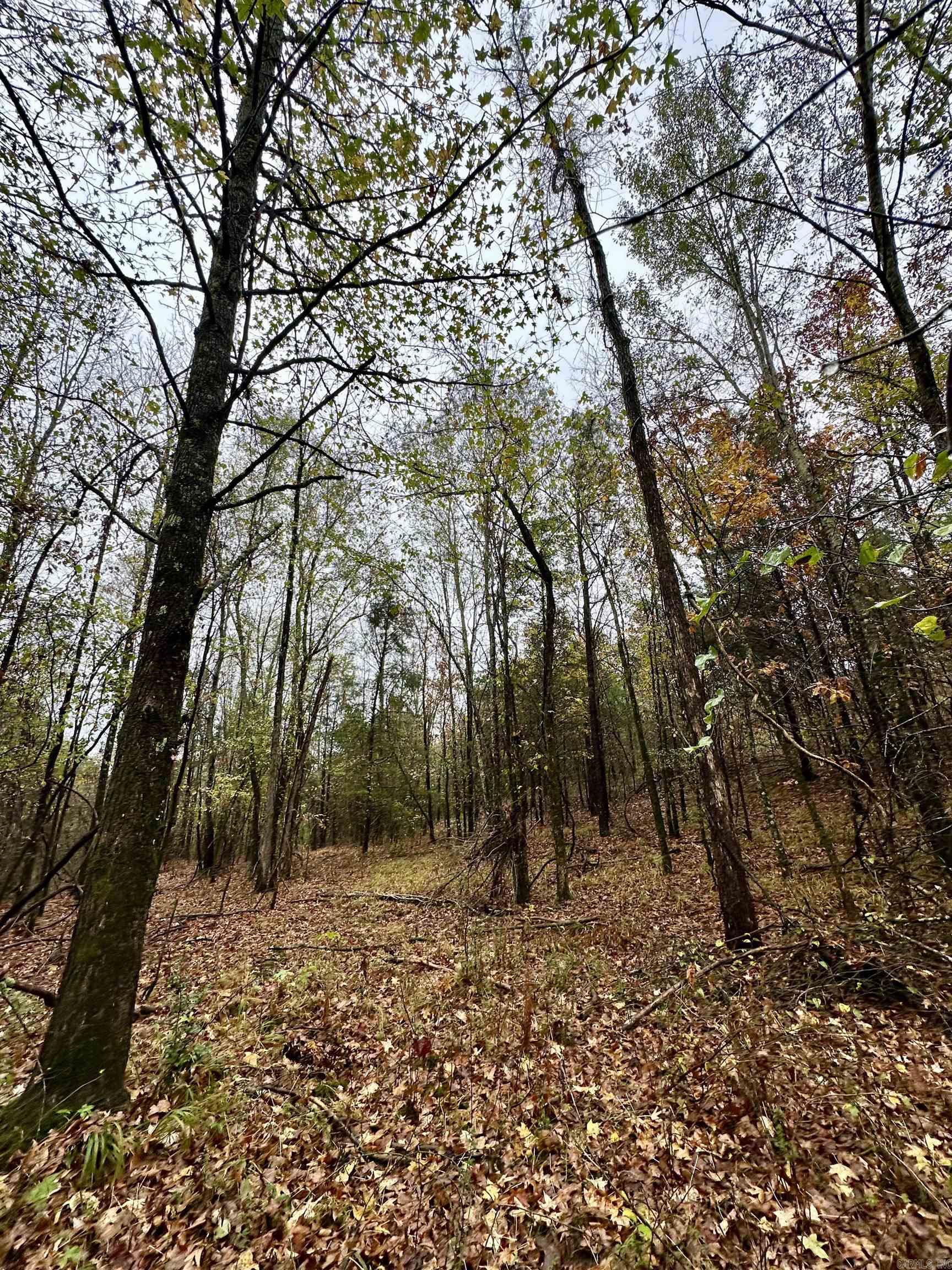 TBD  Polk Road 28  Hatfield, AR