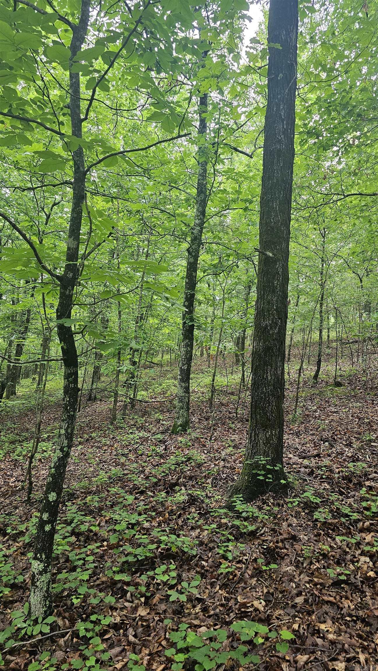 21  Bald Eagle  Paron, AR