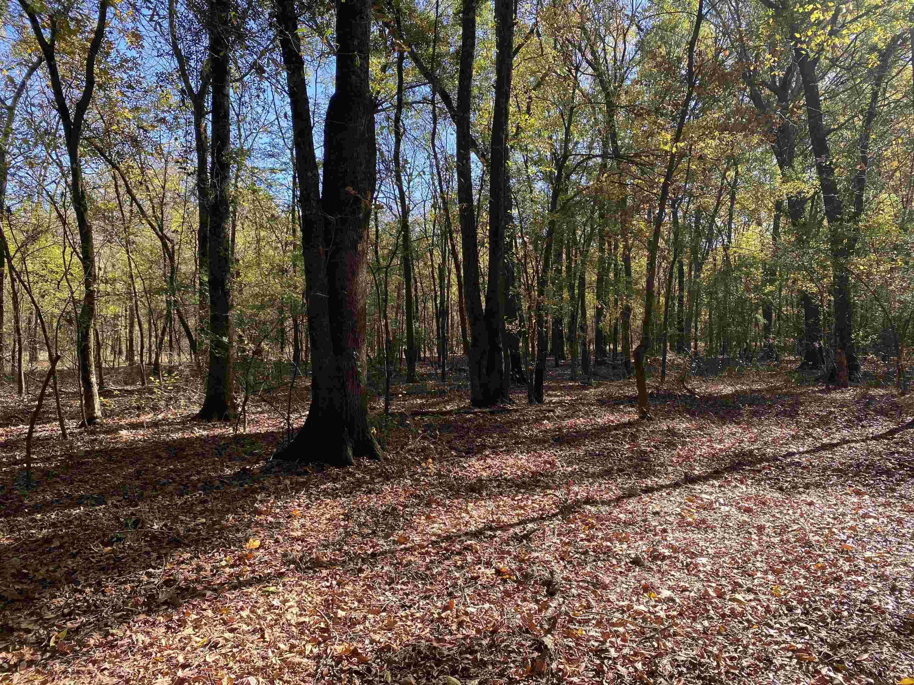 2933  Highway 163 2933 hwy 163 Cherry Valley, AR