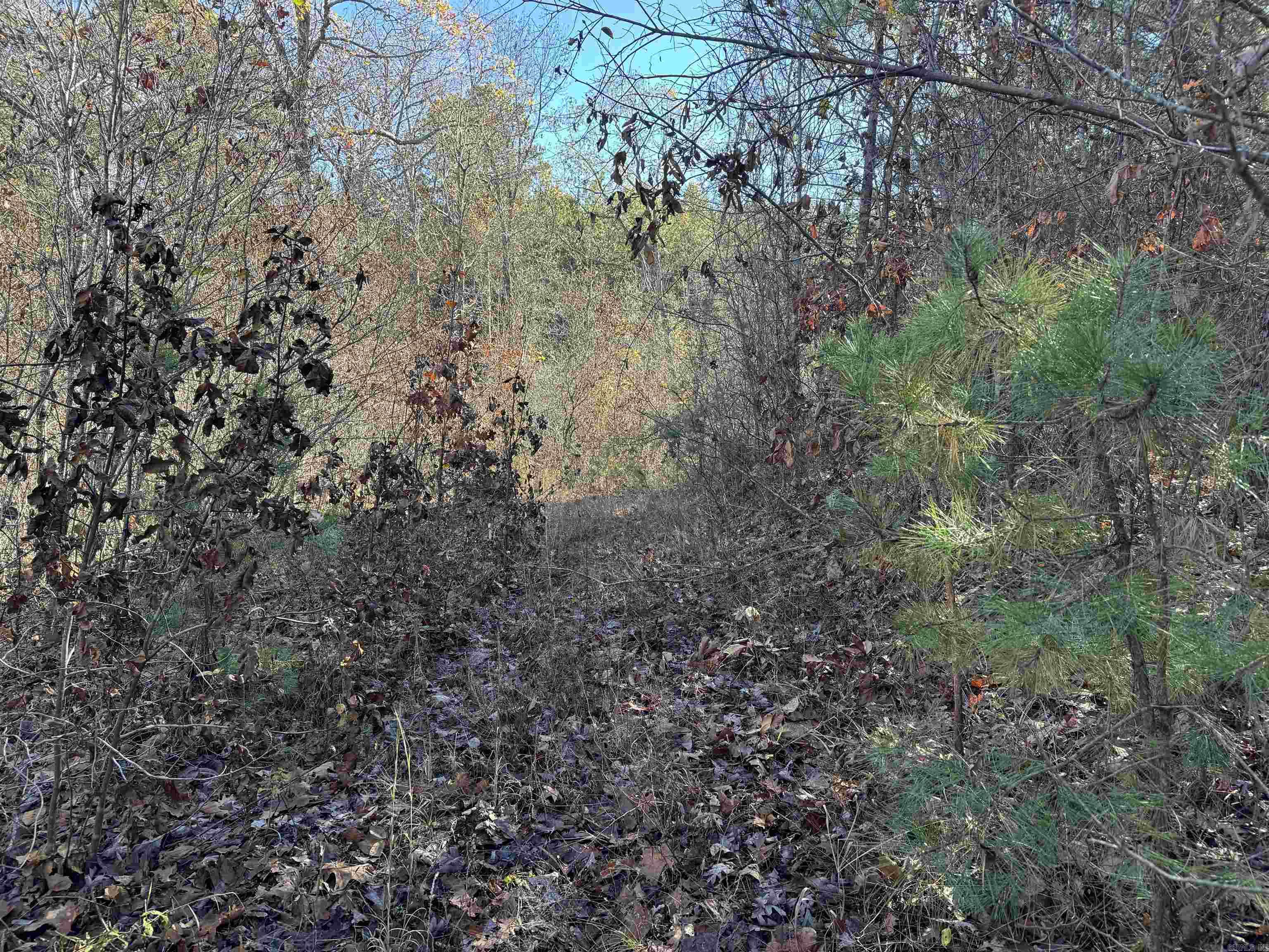 00  Calico  Clinton, AR