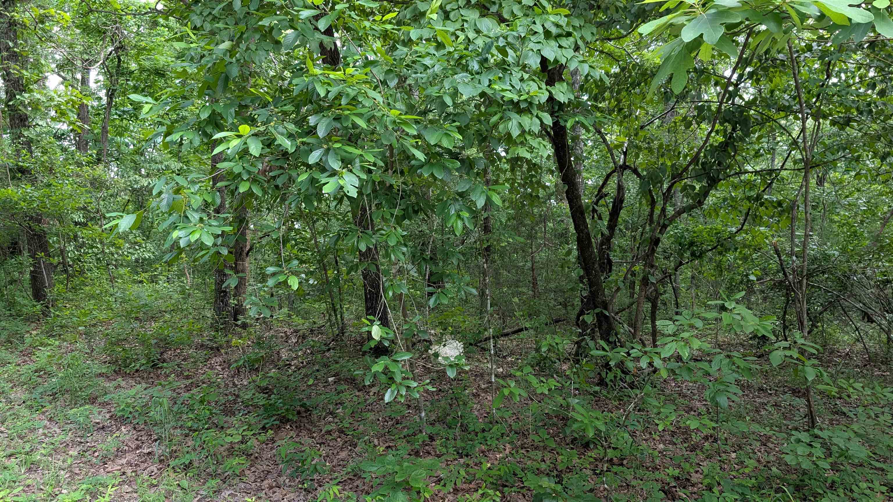 201  Cinderella  Horseshoe Bend, AR