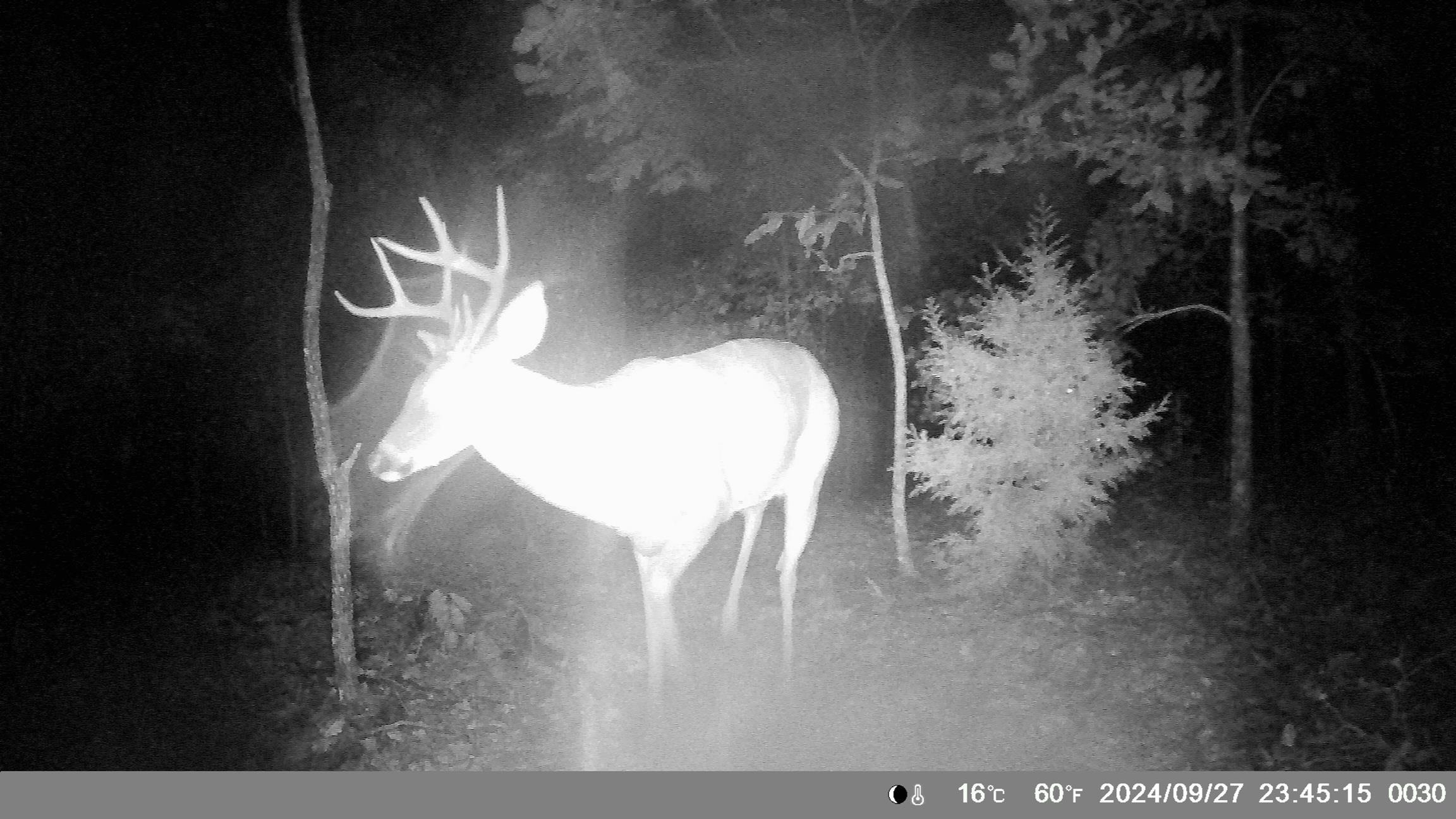 8601  Nine Mile Ridge  Hardy, AR