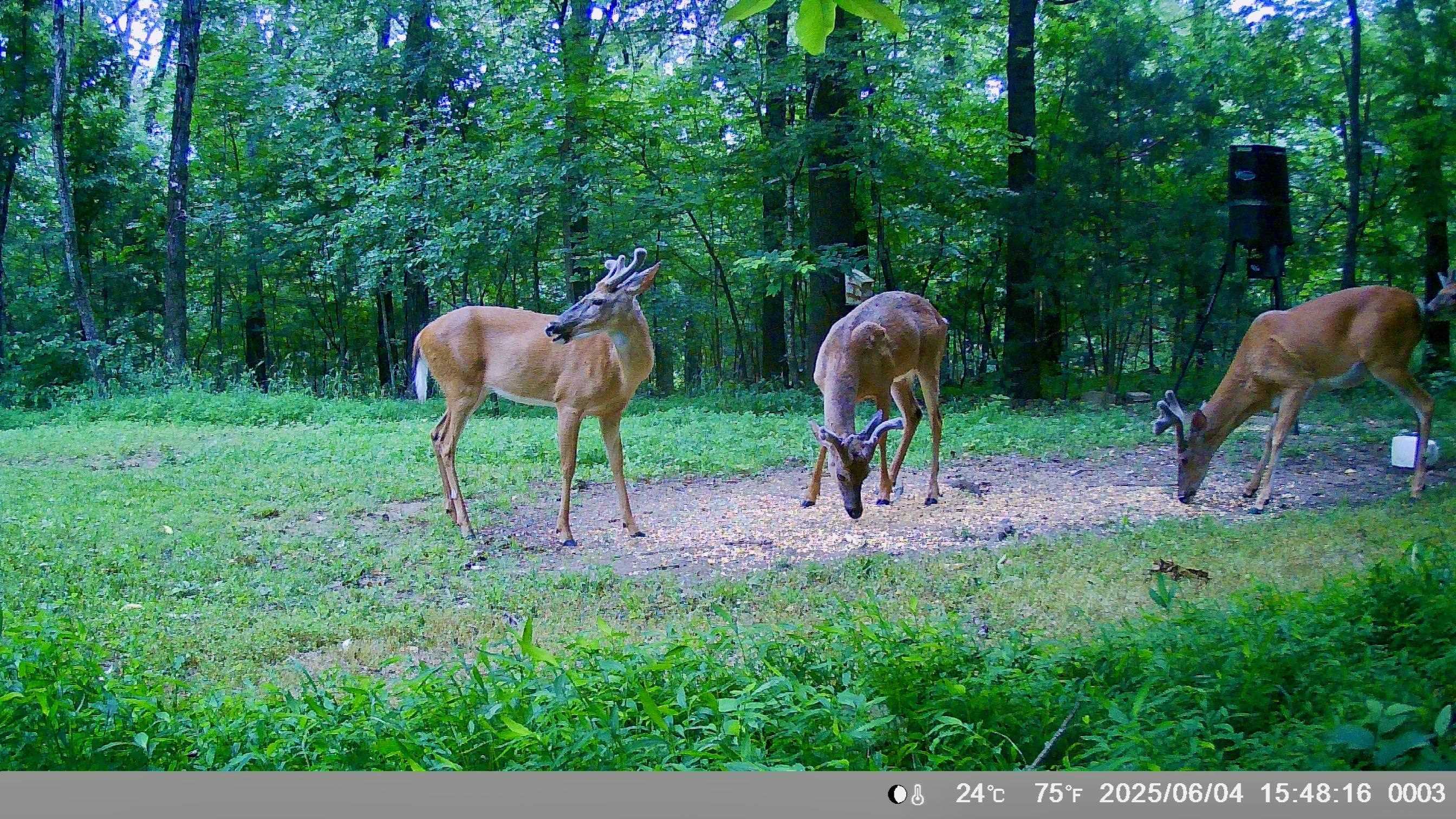 8601  Nine Mile Ridge  Hardy, AR