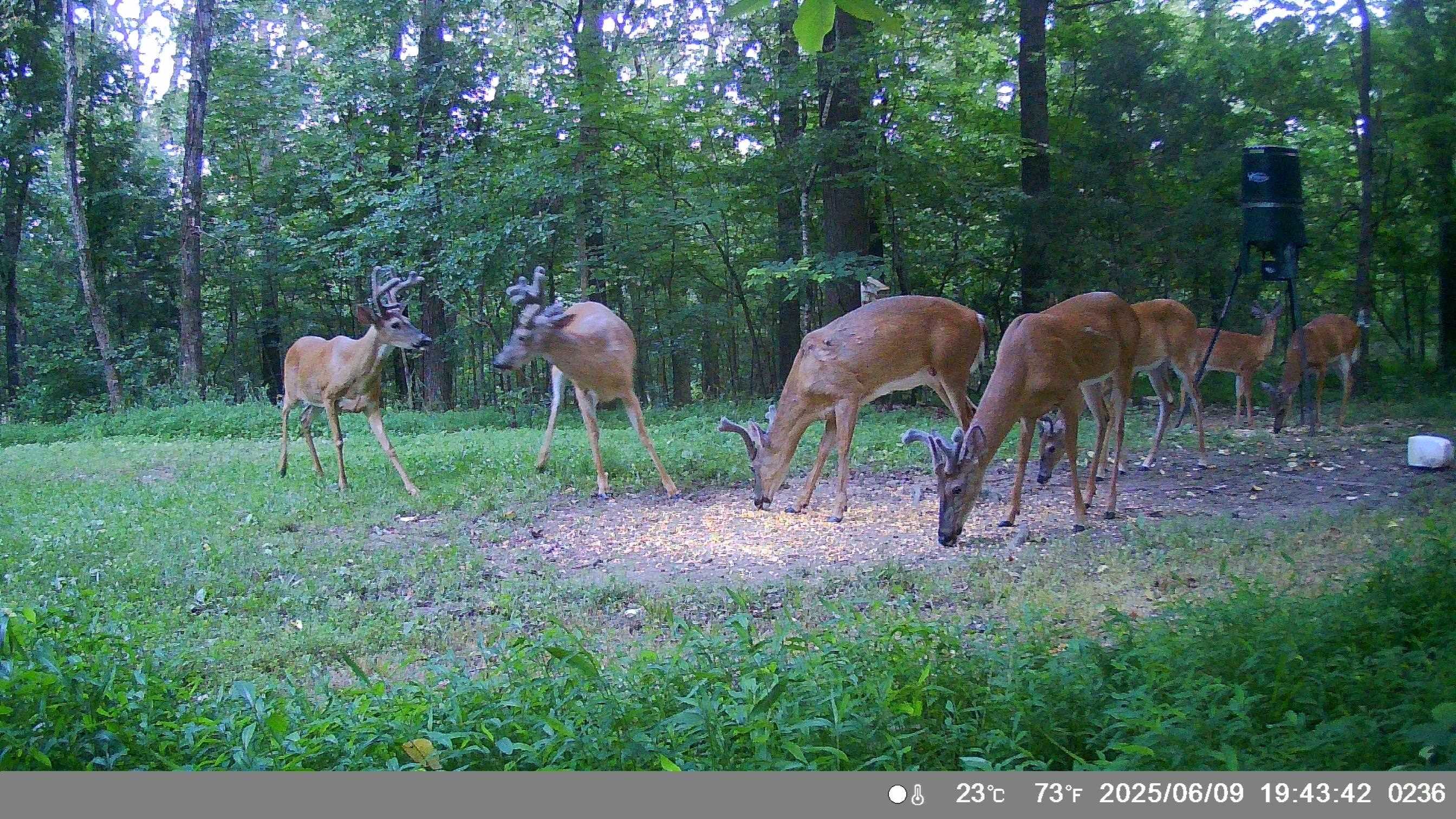 8601 Nine Mile Ridge  Hardy, AR
