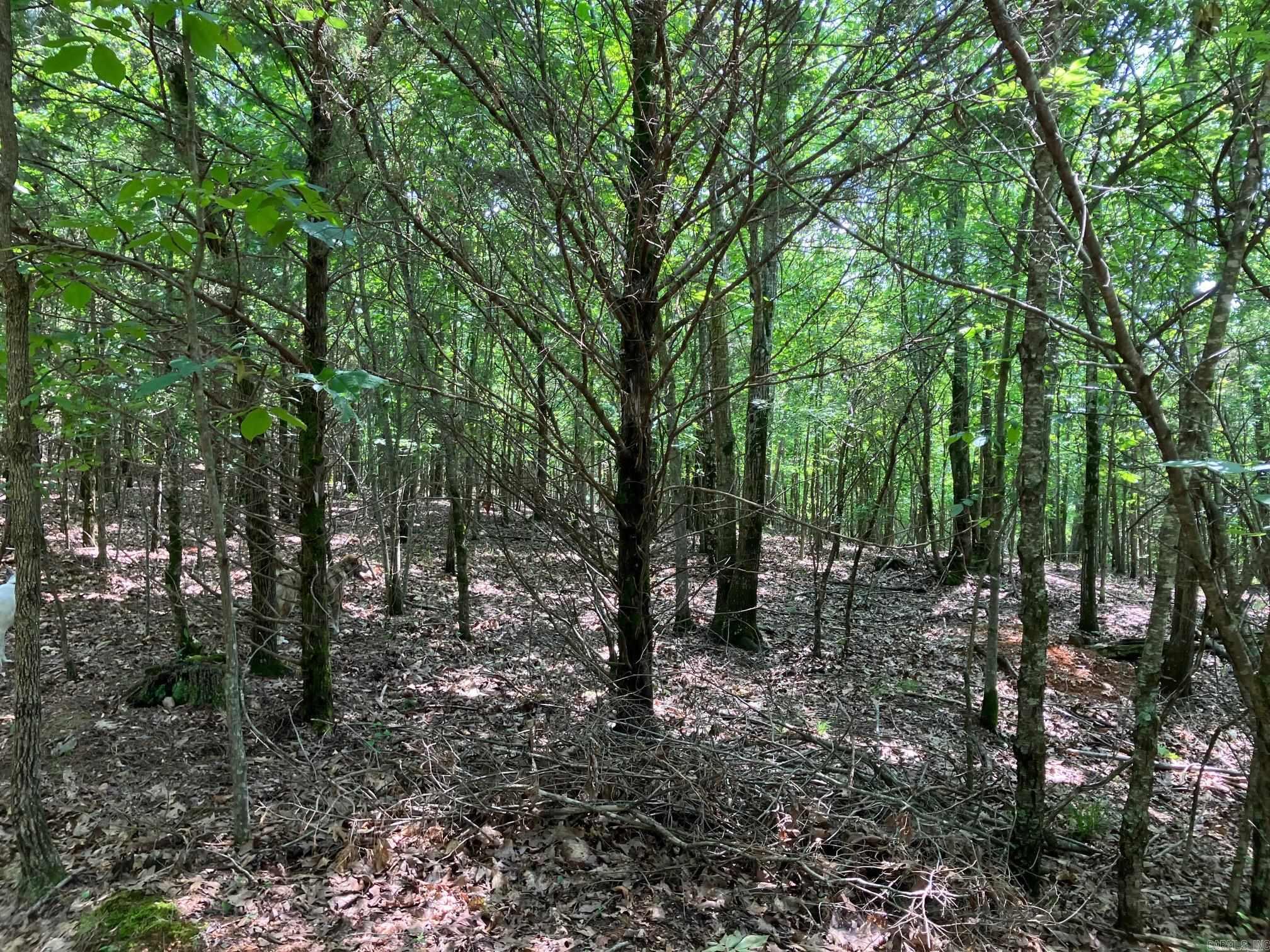 TBD  Thompson Creek Lane  Mena, AR