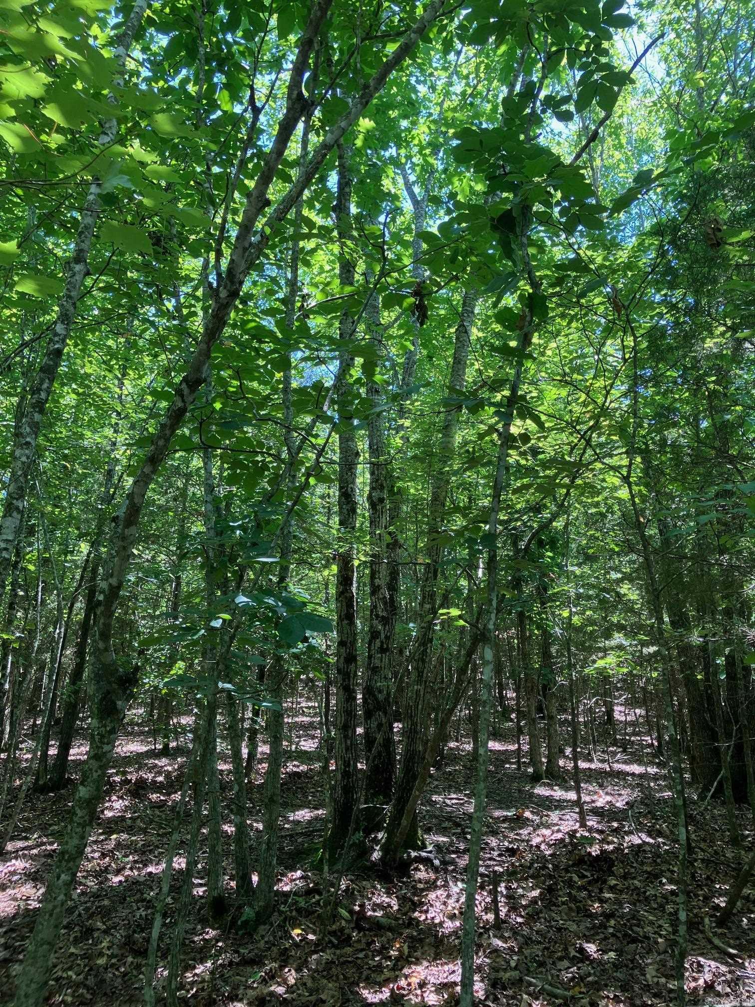 TBD Tract 1 Thompson Creek Lane  Mena, AR