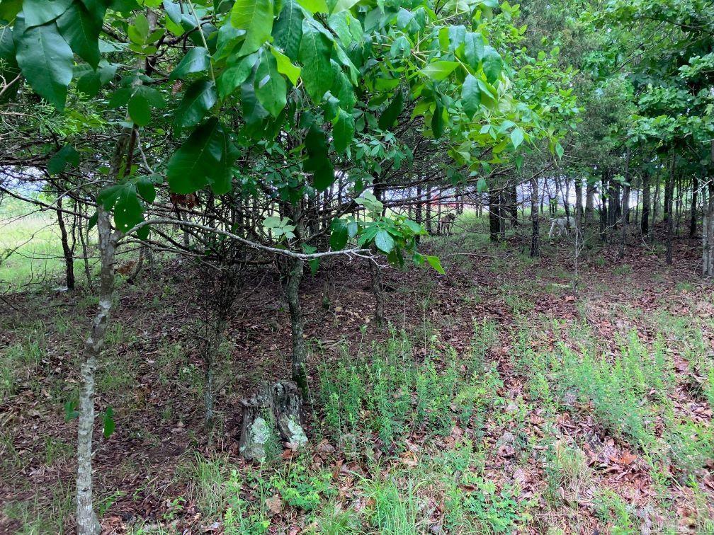TBD  Thompson Creek Lane  Mena, AR