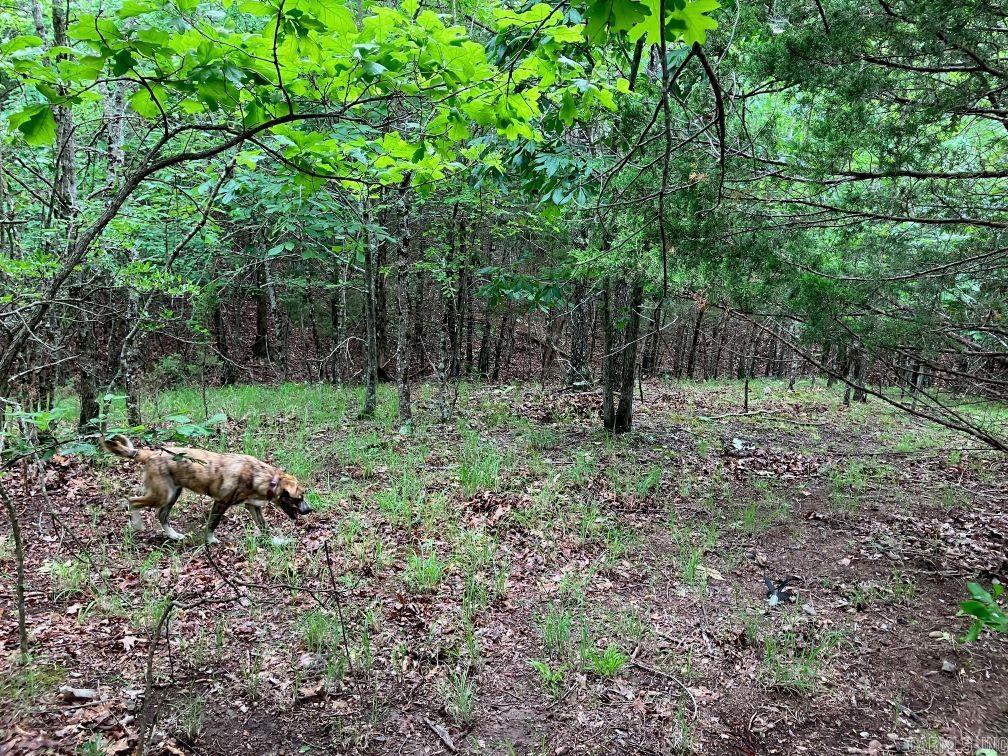 TBD  Thompson Creek Lane  Mena, AR