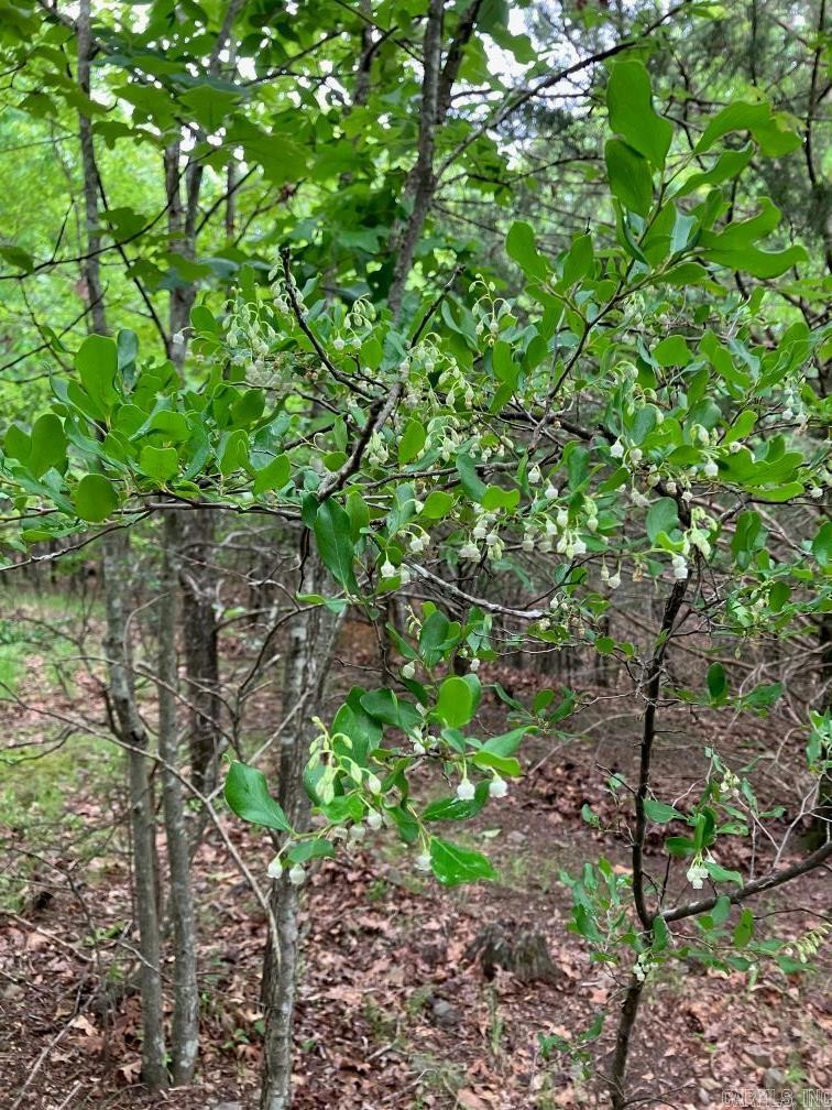 TBD  Thompson Creek Lane  Mena, AR