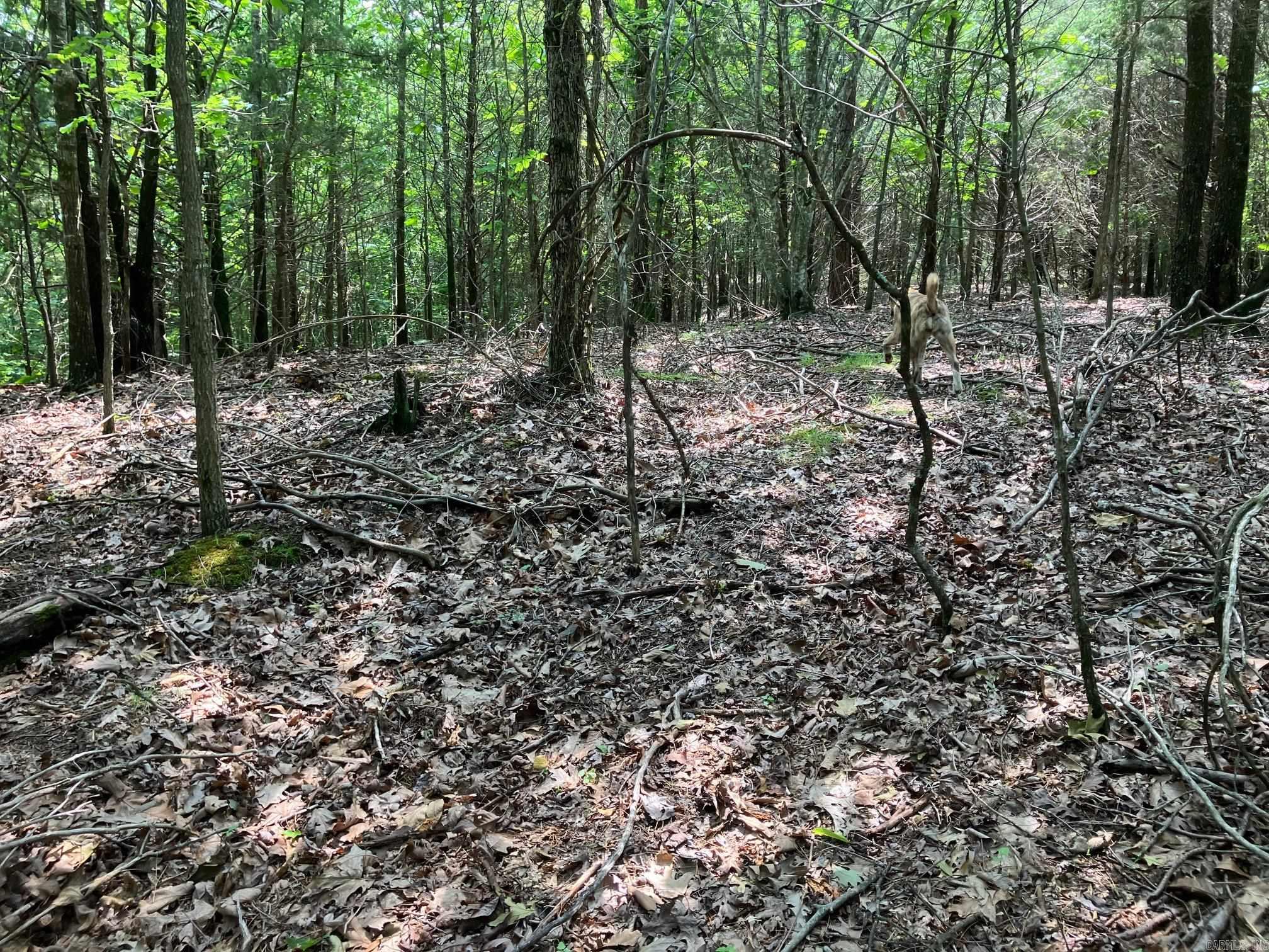 TBD  Thompson Creek Lane  Mena, AR