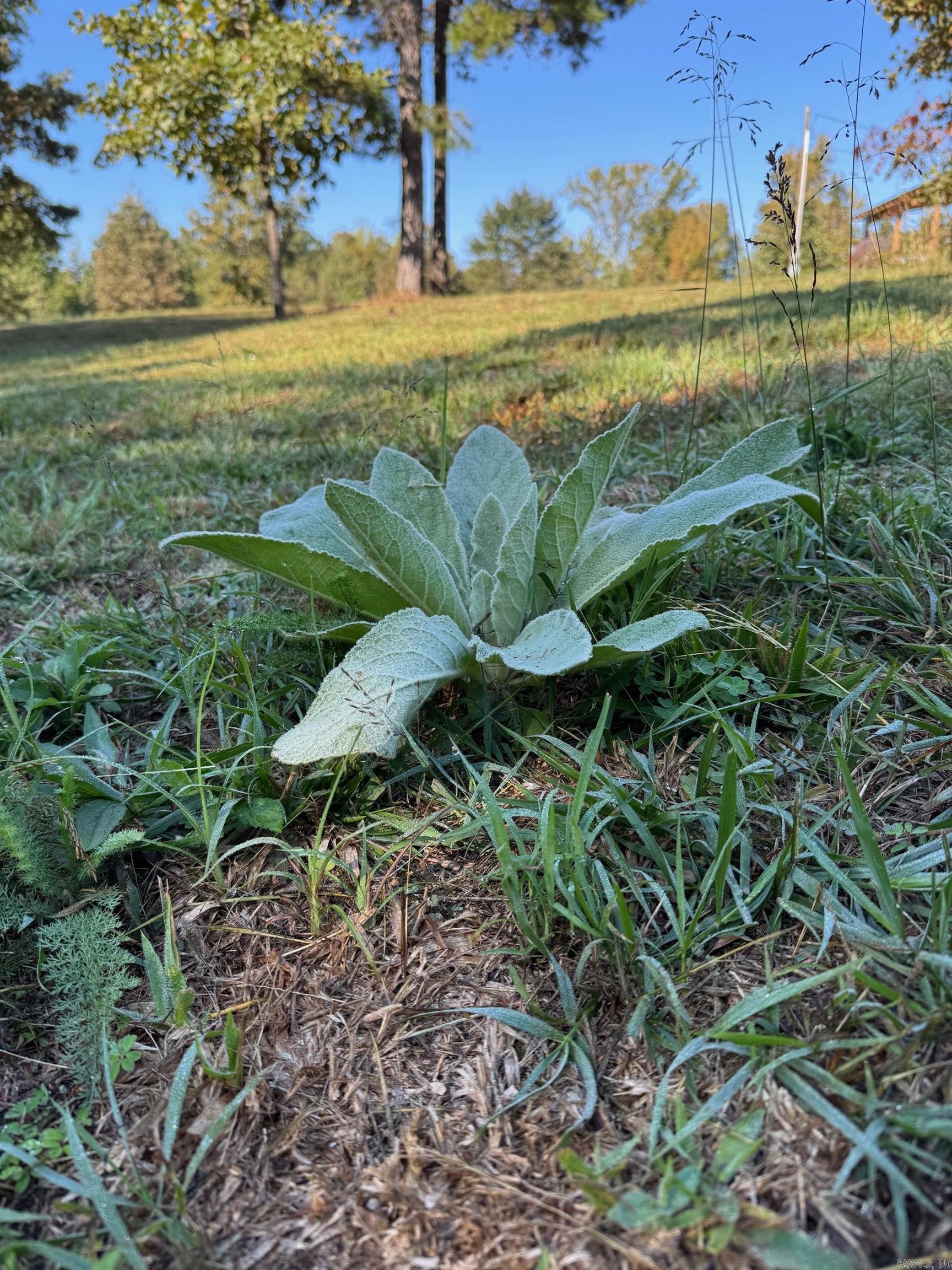 623 Batesville Mountain  Damascus, AR