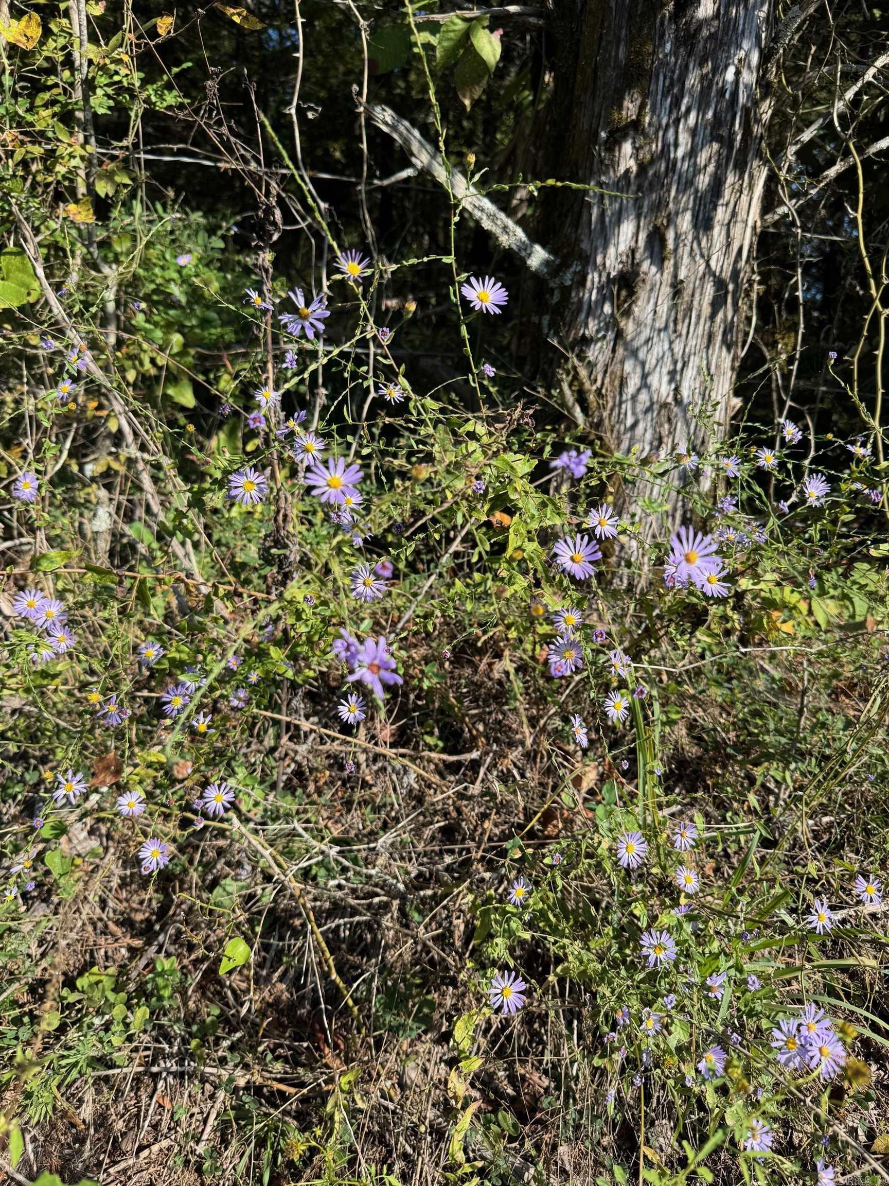 623 Batesville Mountain  Damascus, AR