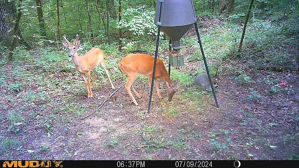 000  Fawn Ridge  Williford, AR
