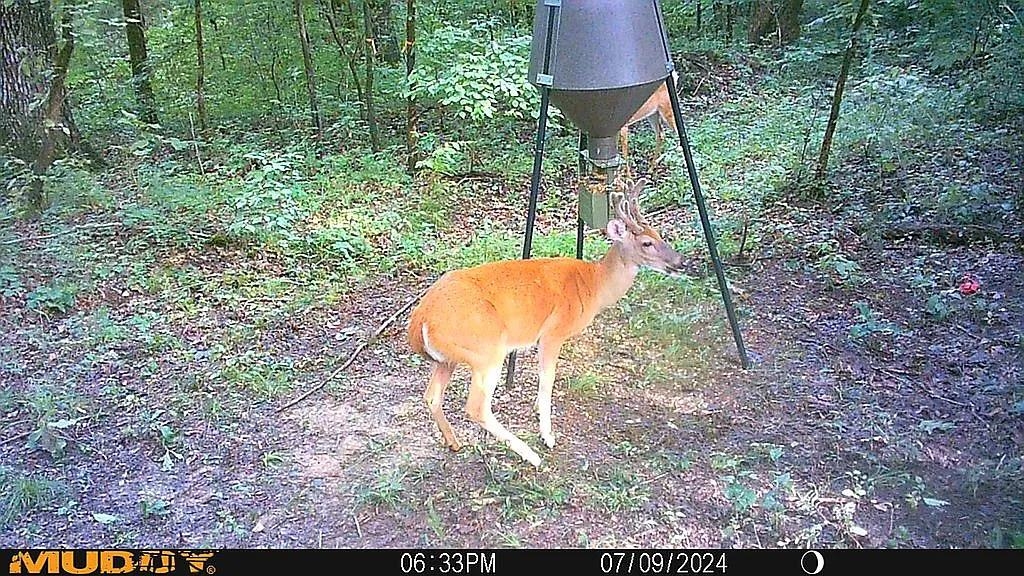000  Fawn Ridge  Williford, AR