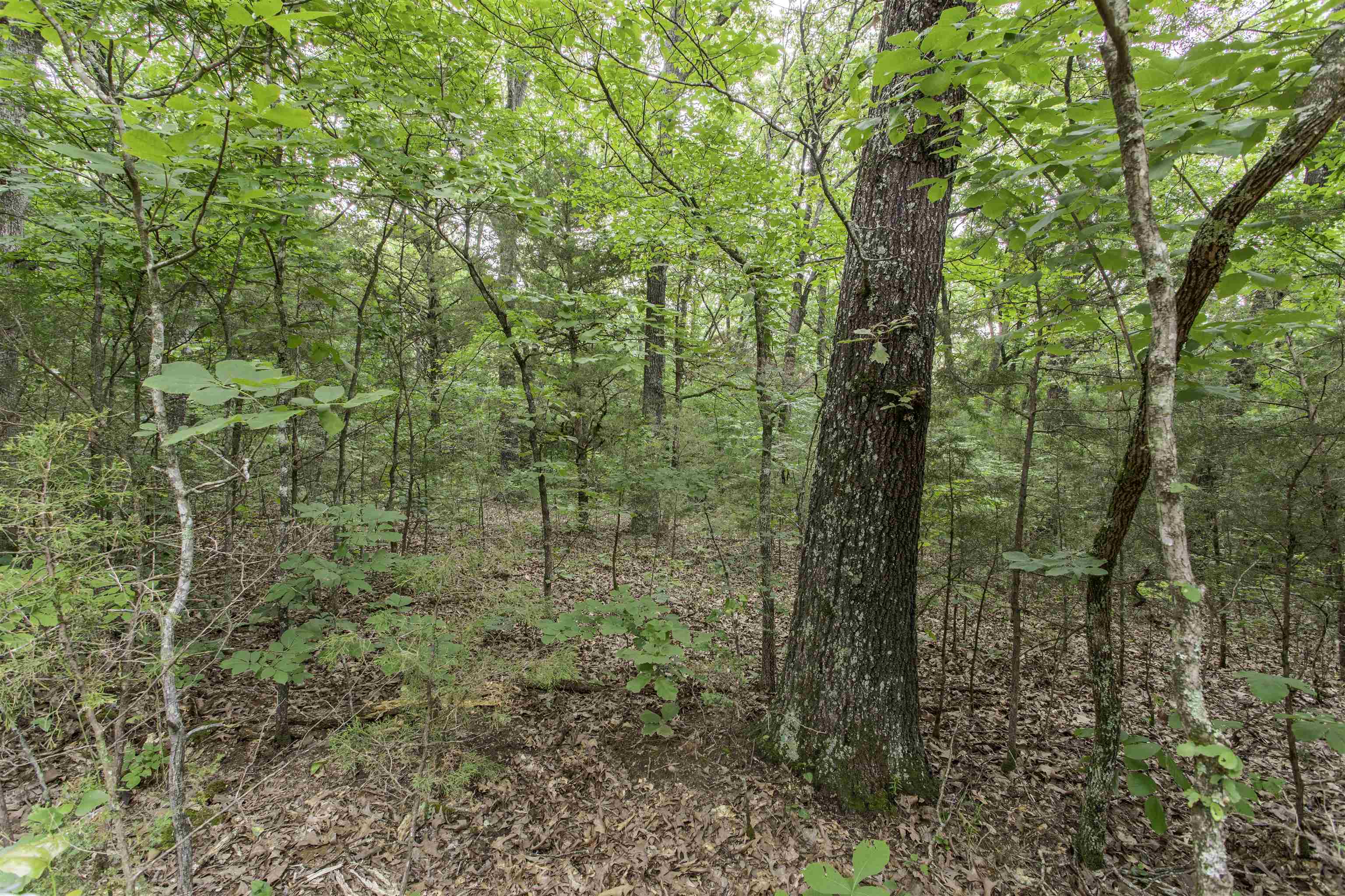 000  Fawn Ridge  Williford, AR