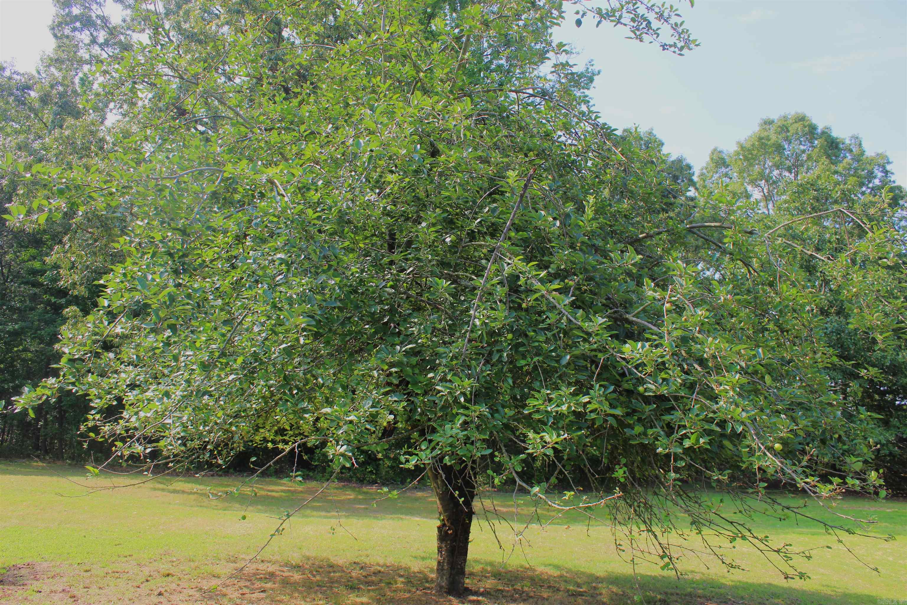 624  Bettis Mountain  Quitman, AR