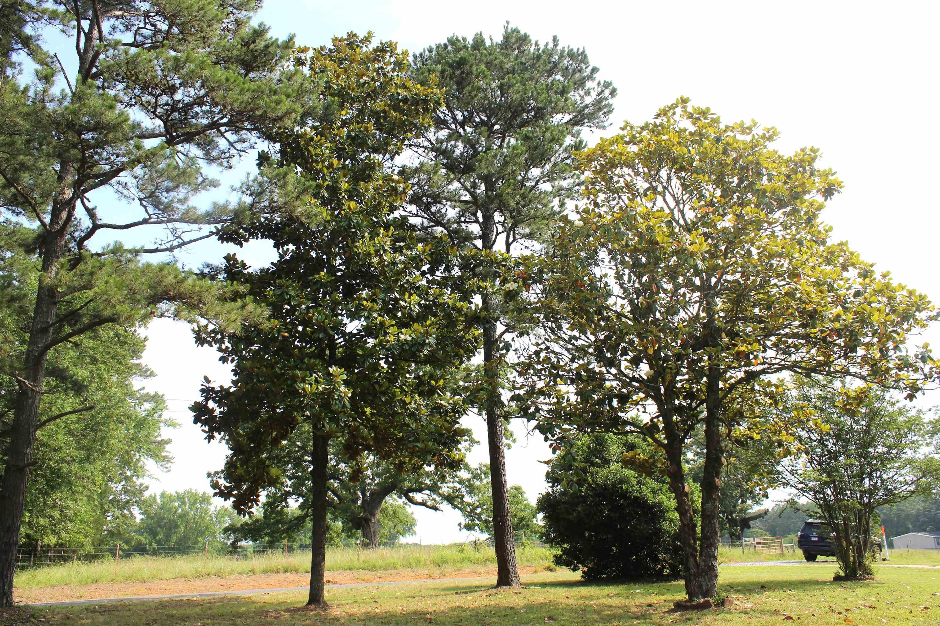 624  Bettis Mountain  Quitman, AR