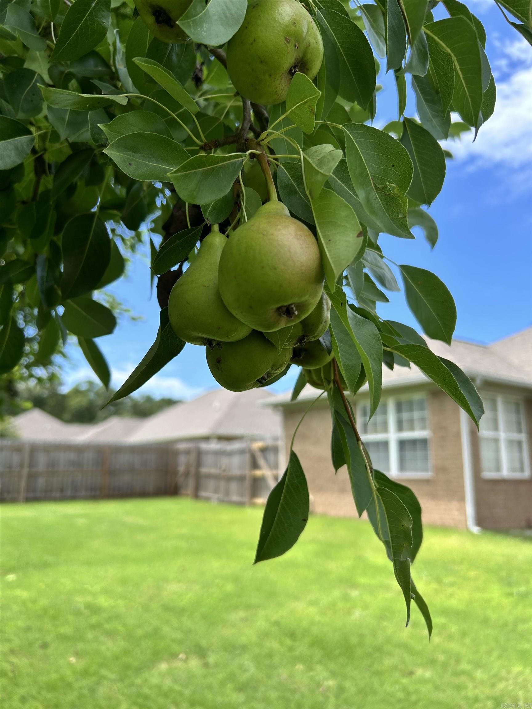 1105  Canrell  Mountain View, AR