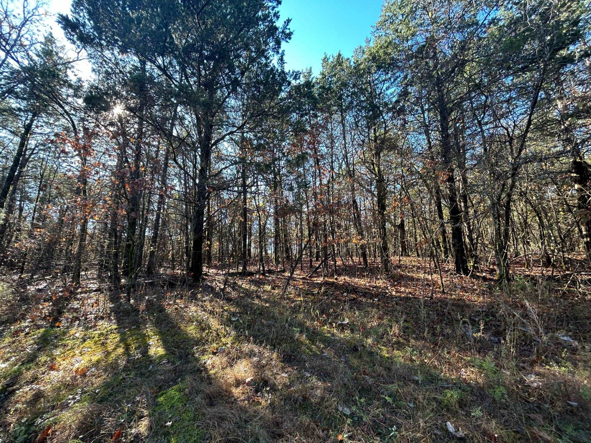 20 Acres  Persimmon Point  Lead Hill, AR
