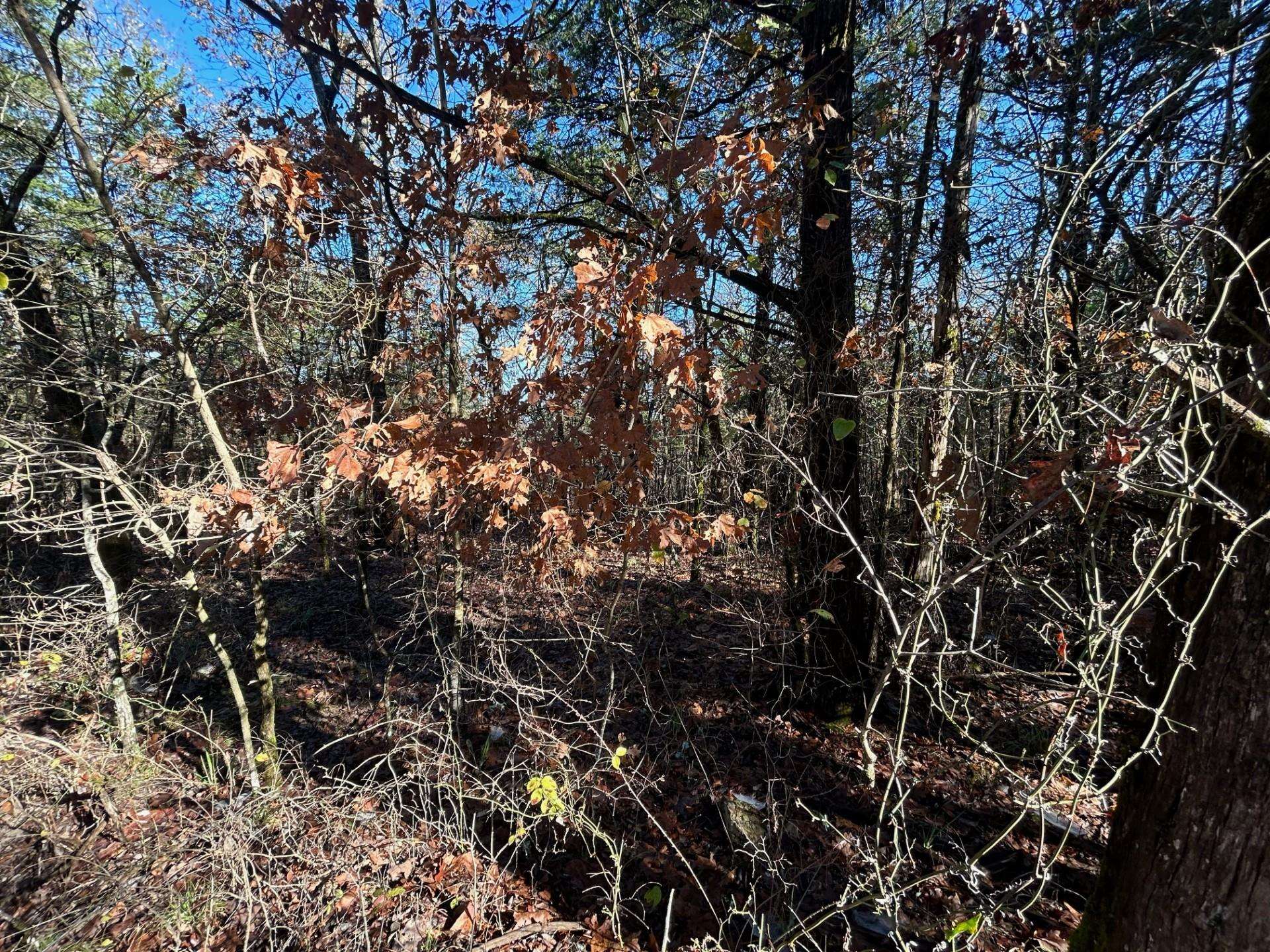 20 Acres  Persimmon Point  Lead Hill, AR