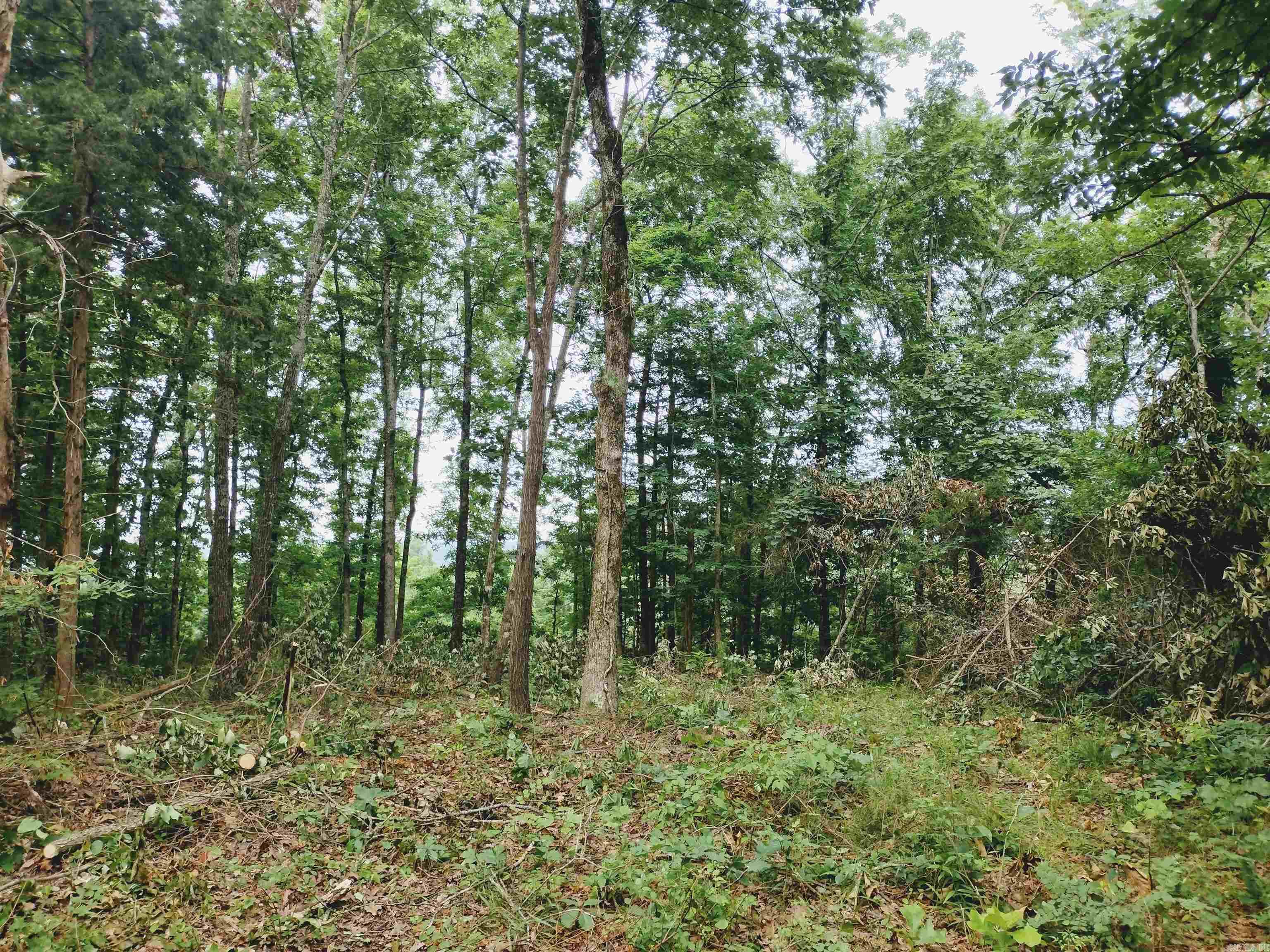 0 Little Pond Rd  Mountain View, AR