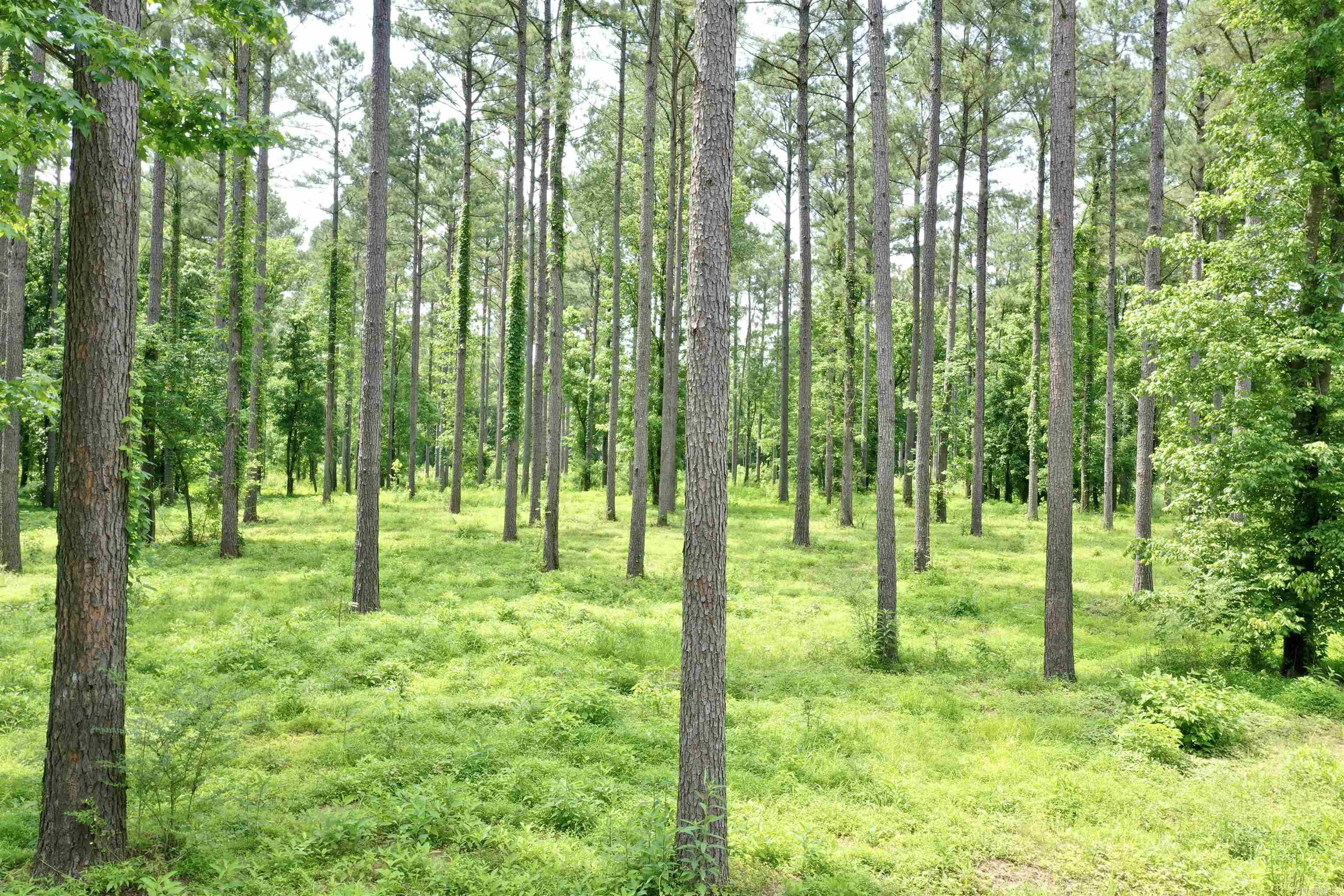 425 Sunshine  Pangburn, AR
