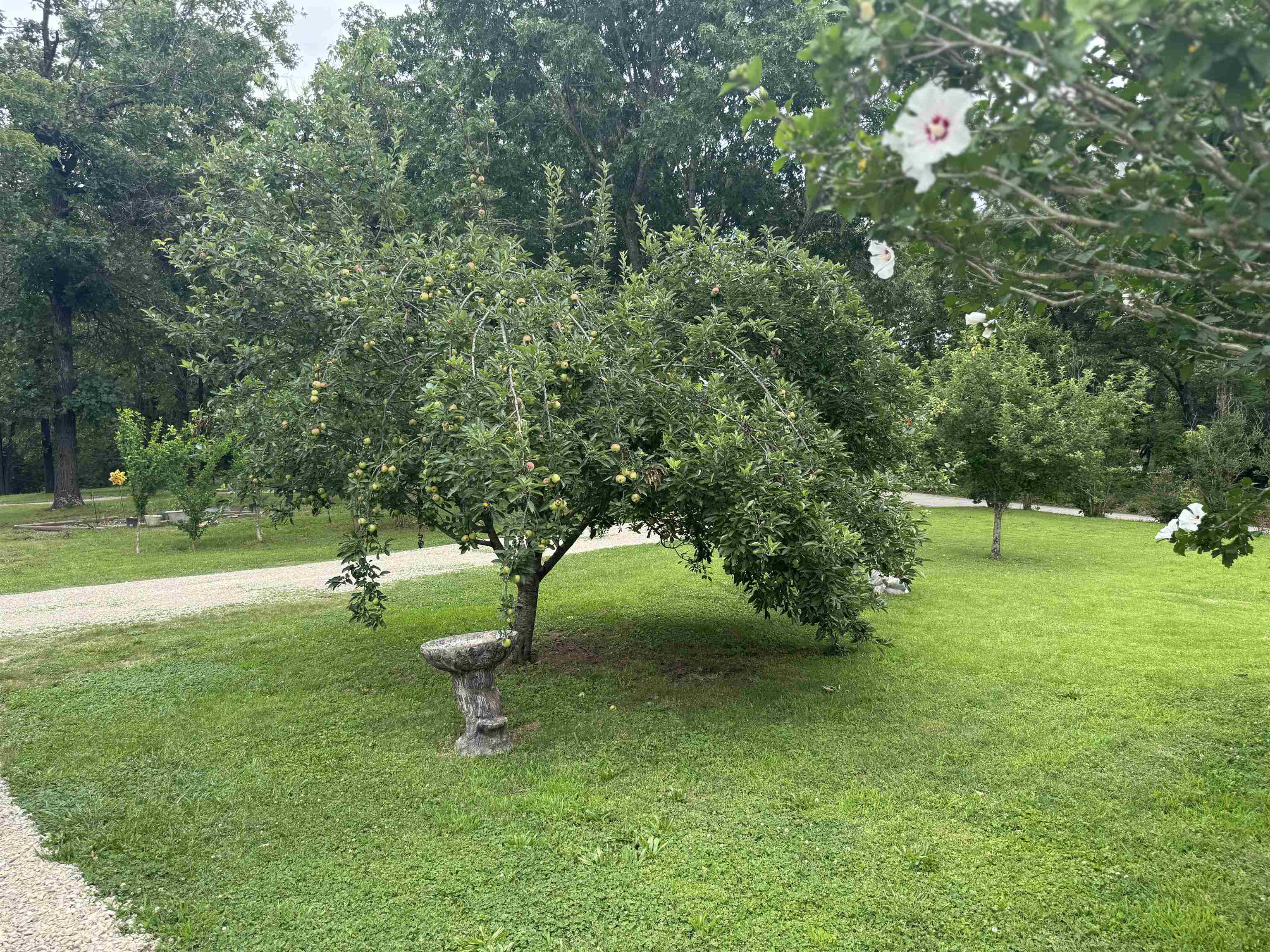 14 Arkansaw Traveller  Highland, AR