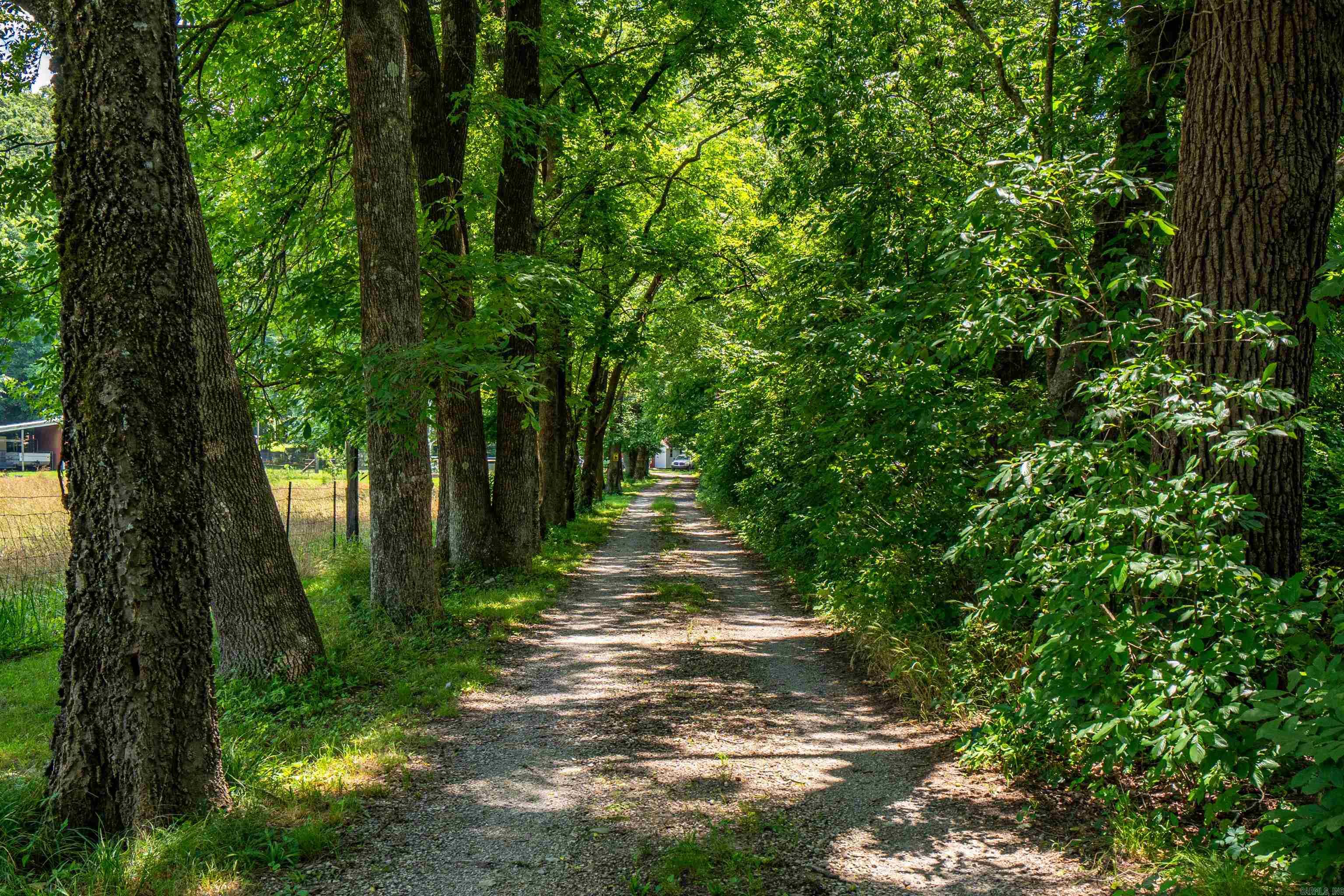 175 Appaloosa  Hot Springs, AR