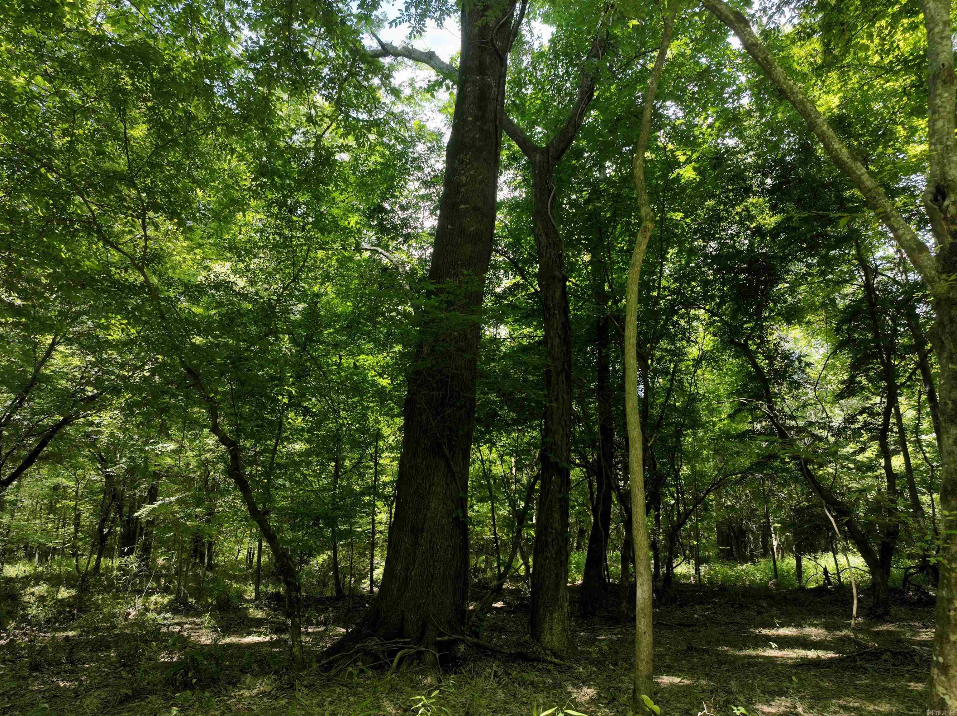 0000 172  Wilmar, AR