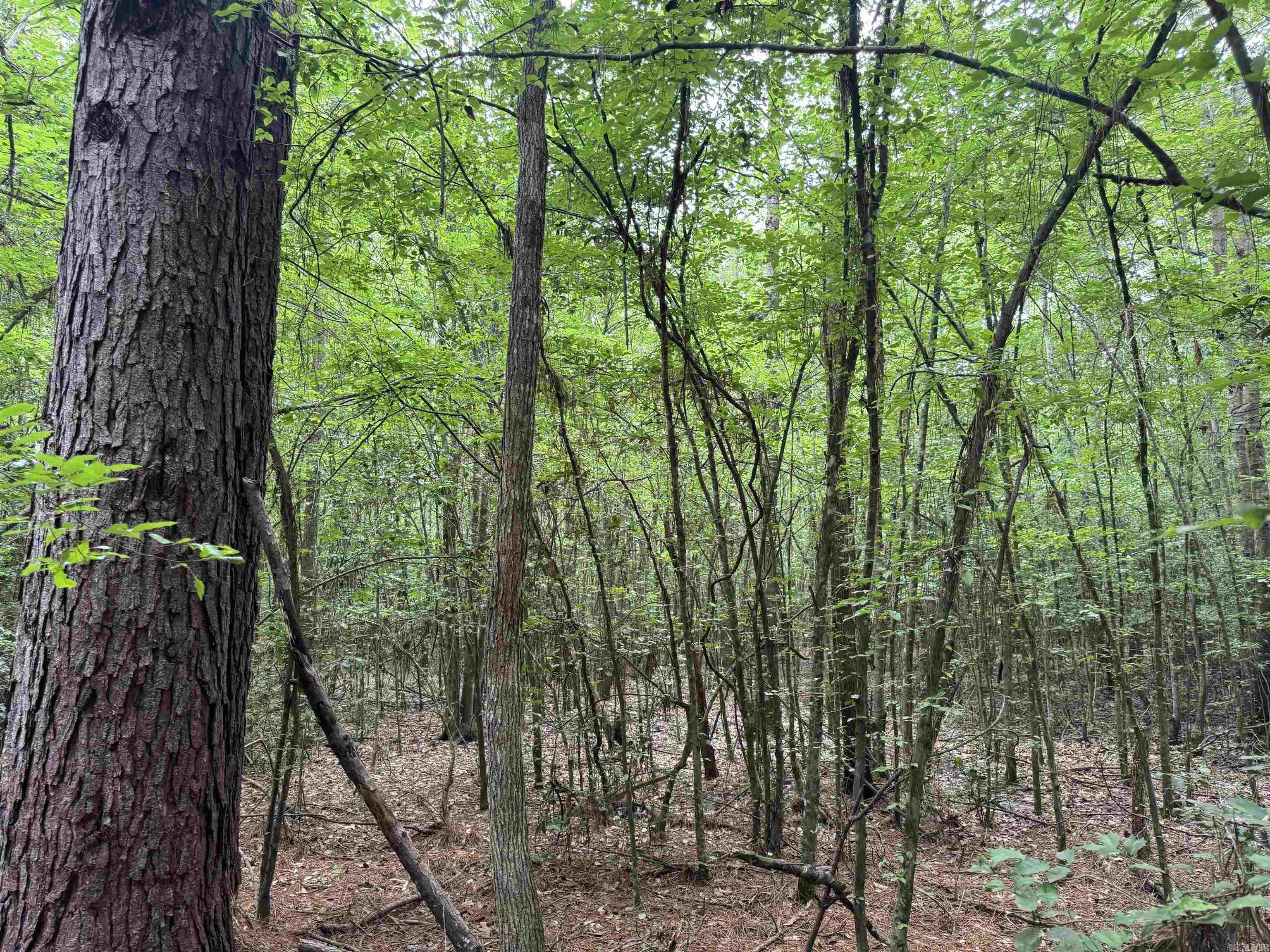  mt Olive  Arkadelphia, AR